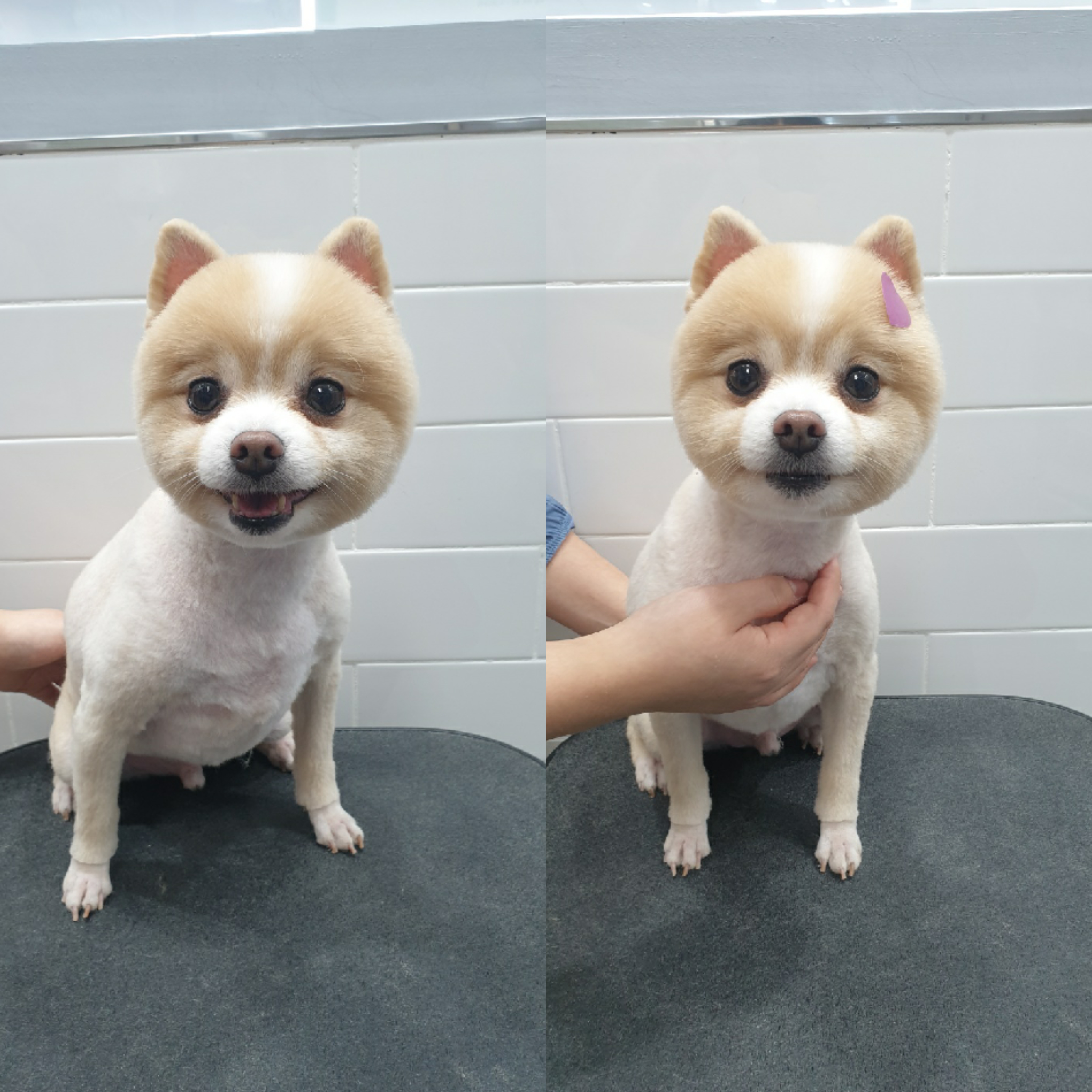 이쁘게 잘라줄개 대표 이미지