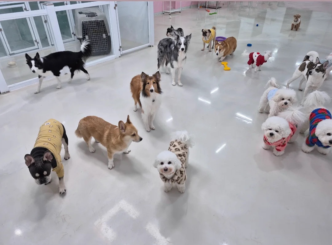 개꿀잼애견카페 대표 이미지