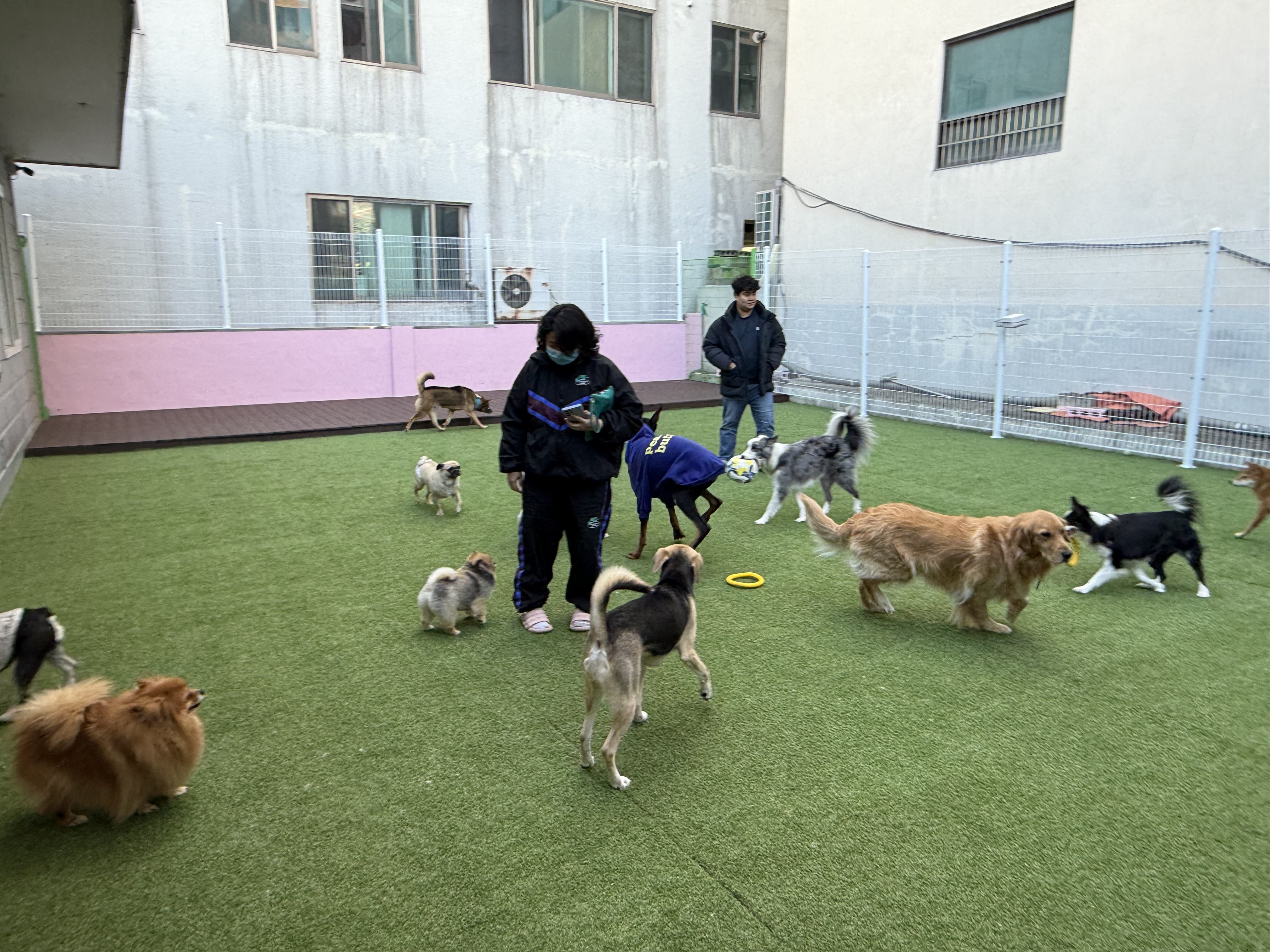 개꿀잼애견카페 대표 이미지