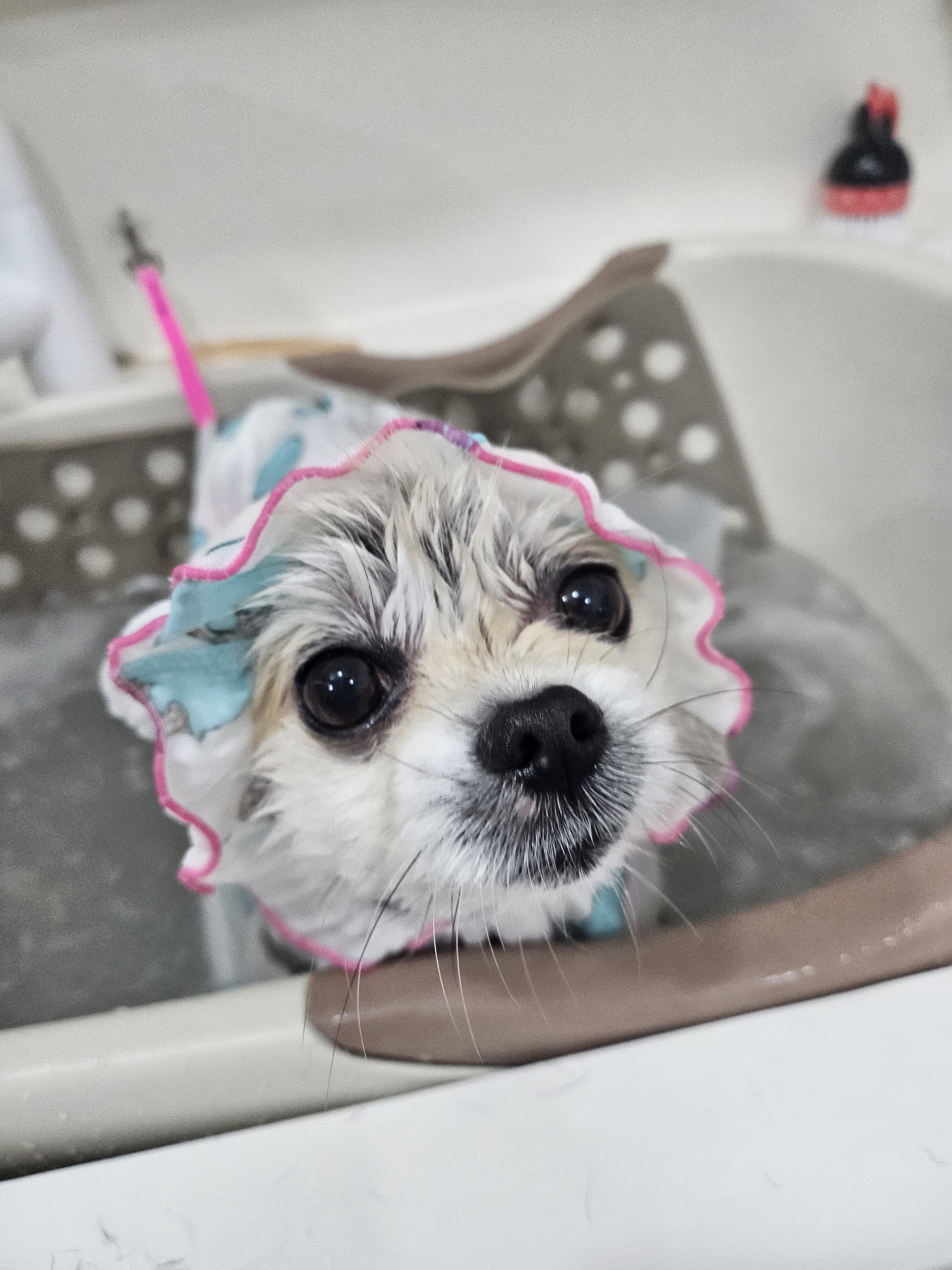 개멋지냥 대표 이미지