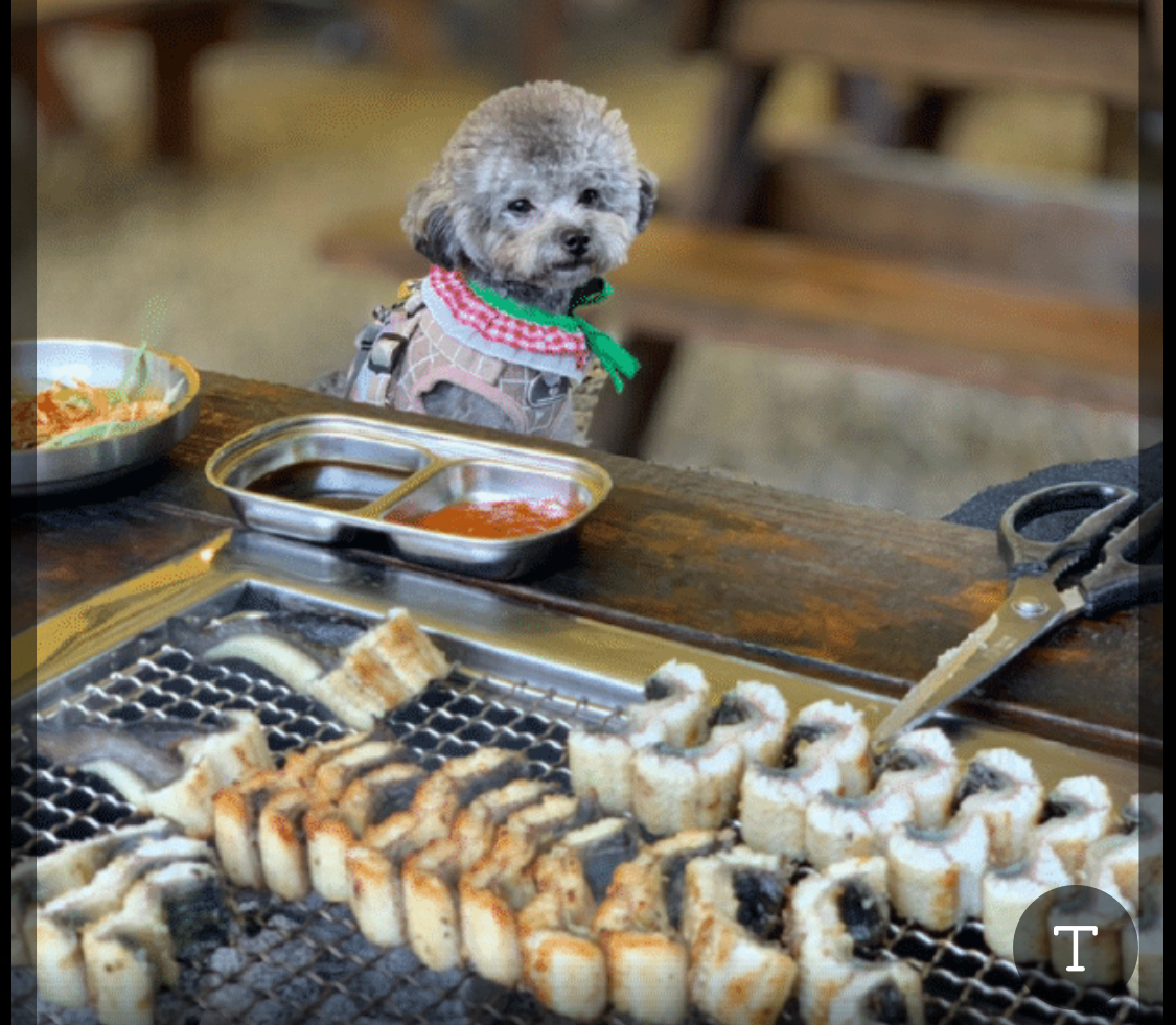 풍천장어