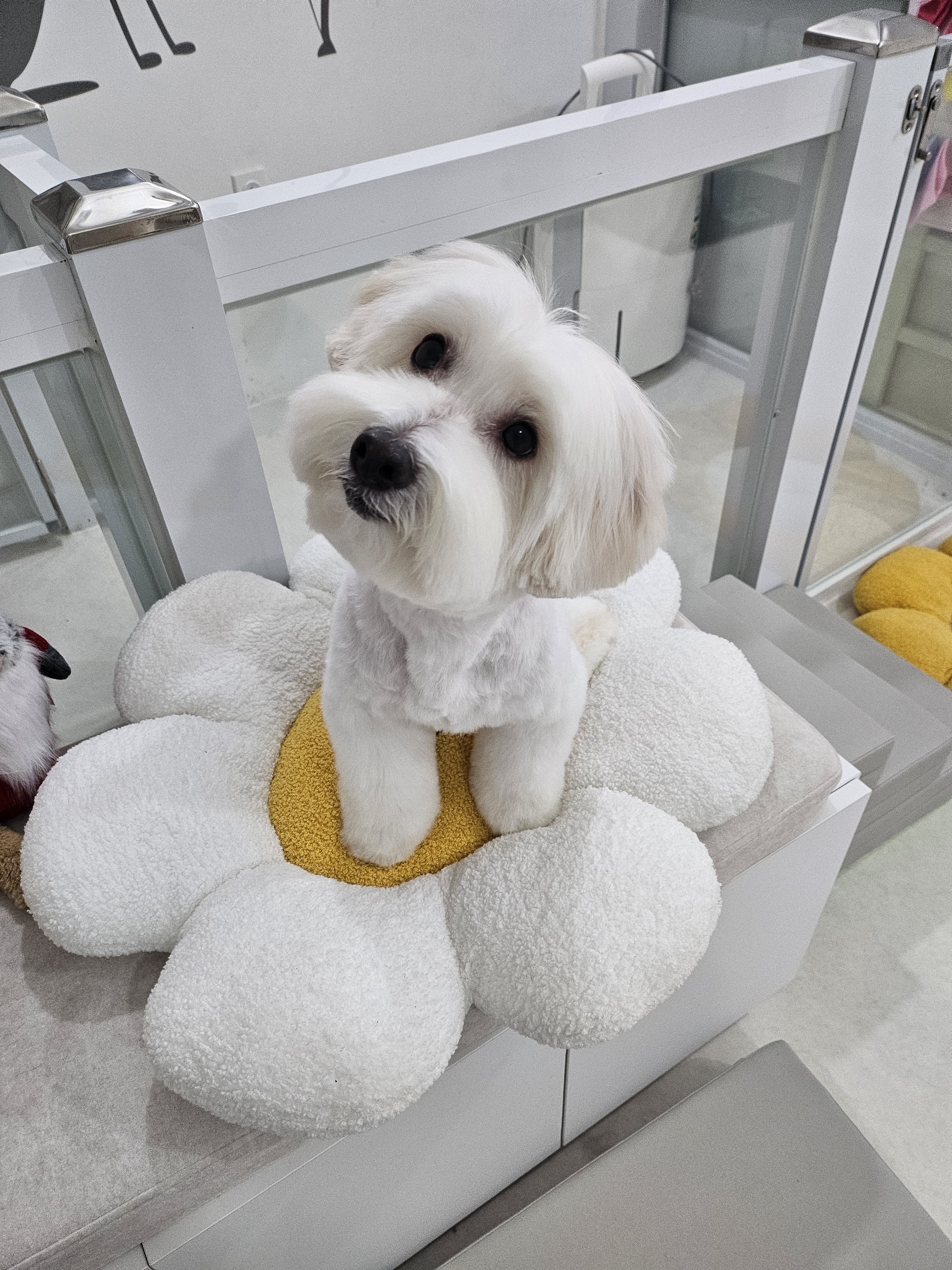 개멋지냥 대표 이미지