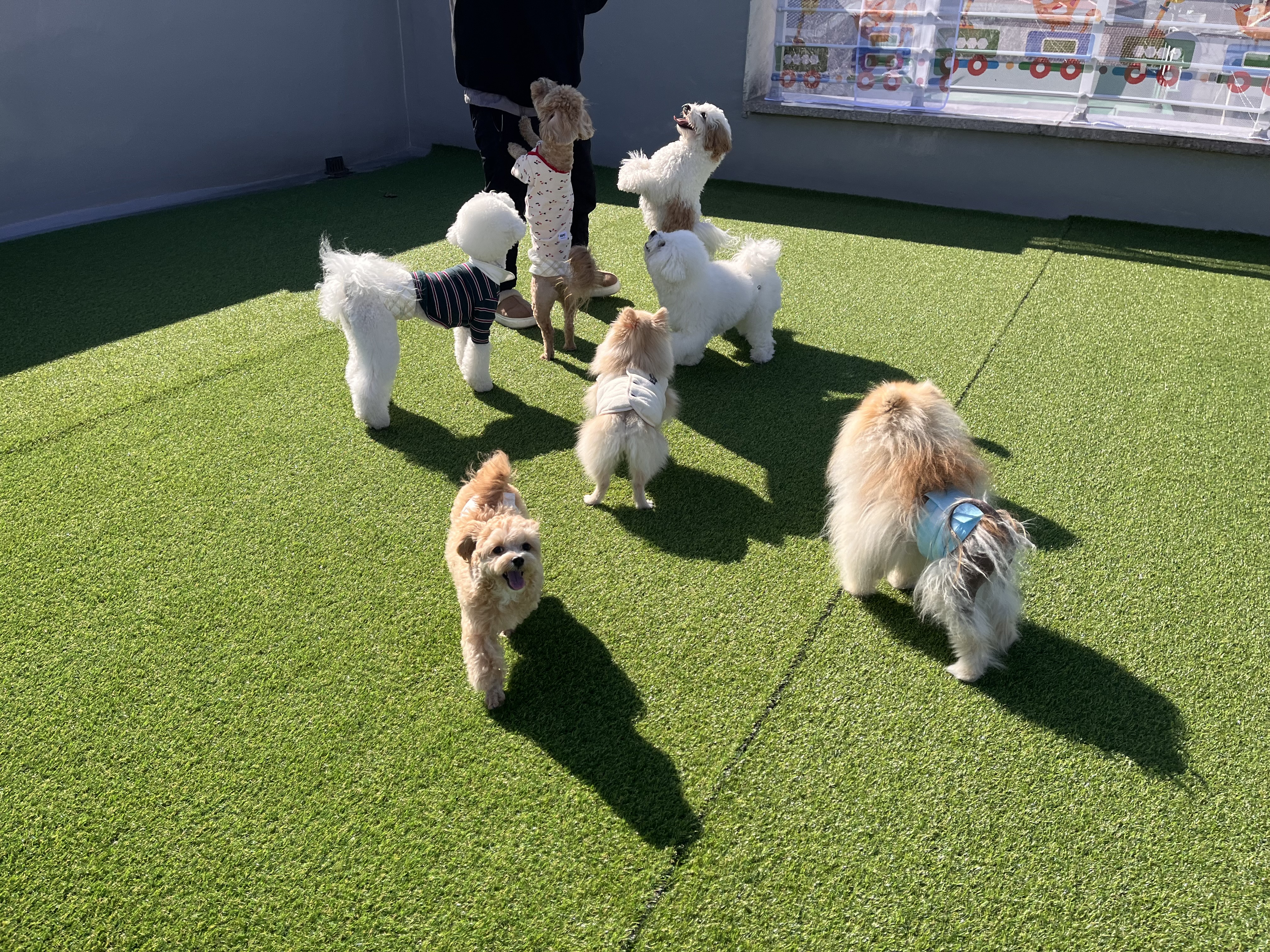 놀루오숑 애견유치원&호텔&놀이터 대표 이미지