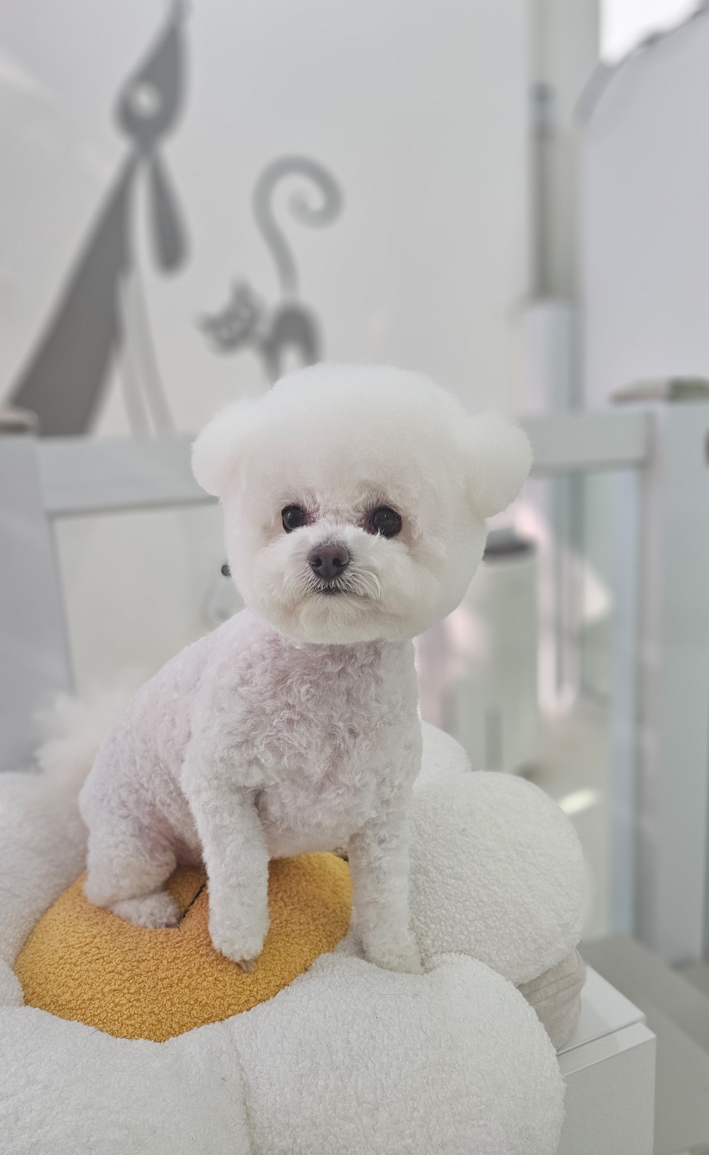개멋지냥 대표 이미지