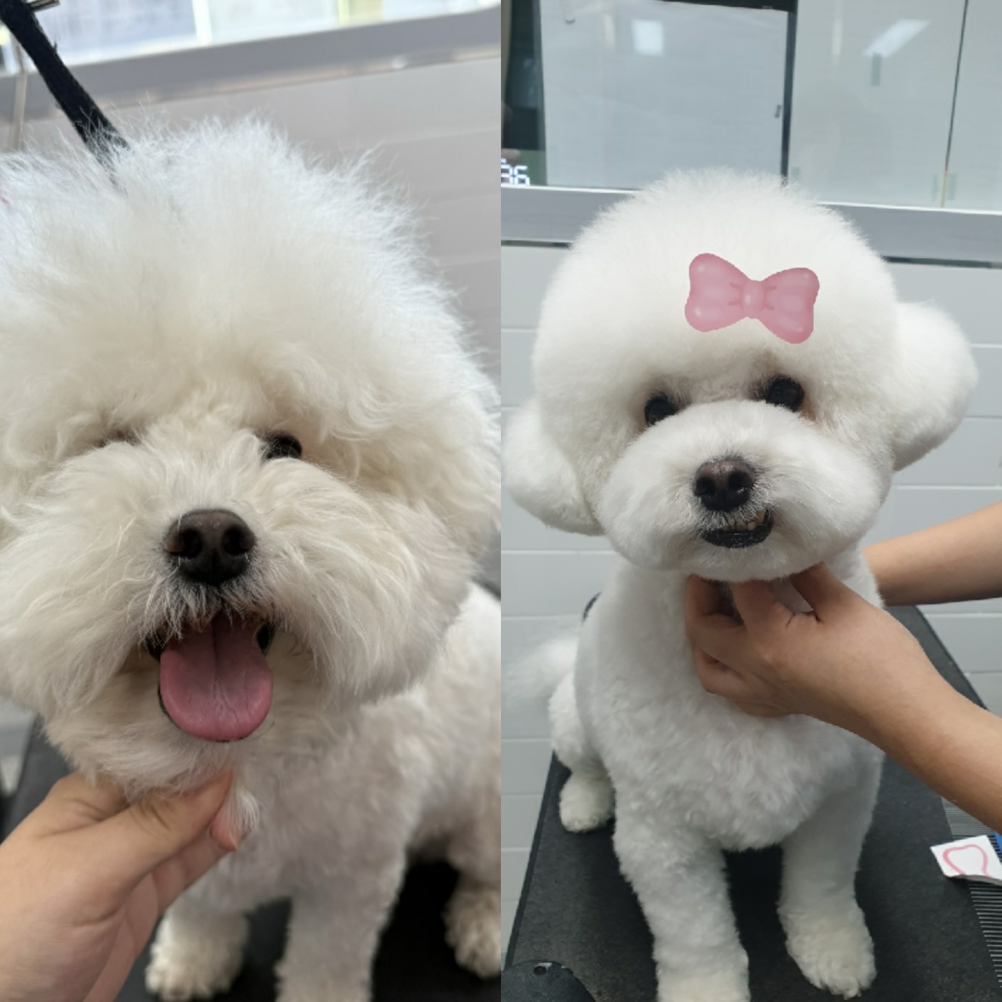 이쁘게 잘라줄개 대표 이미지