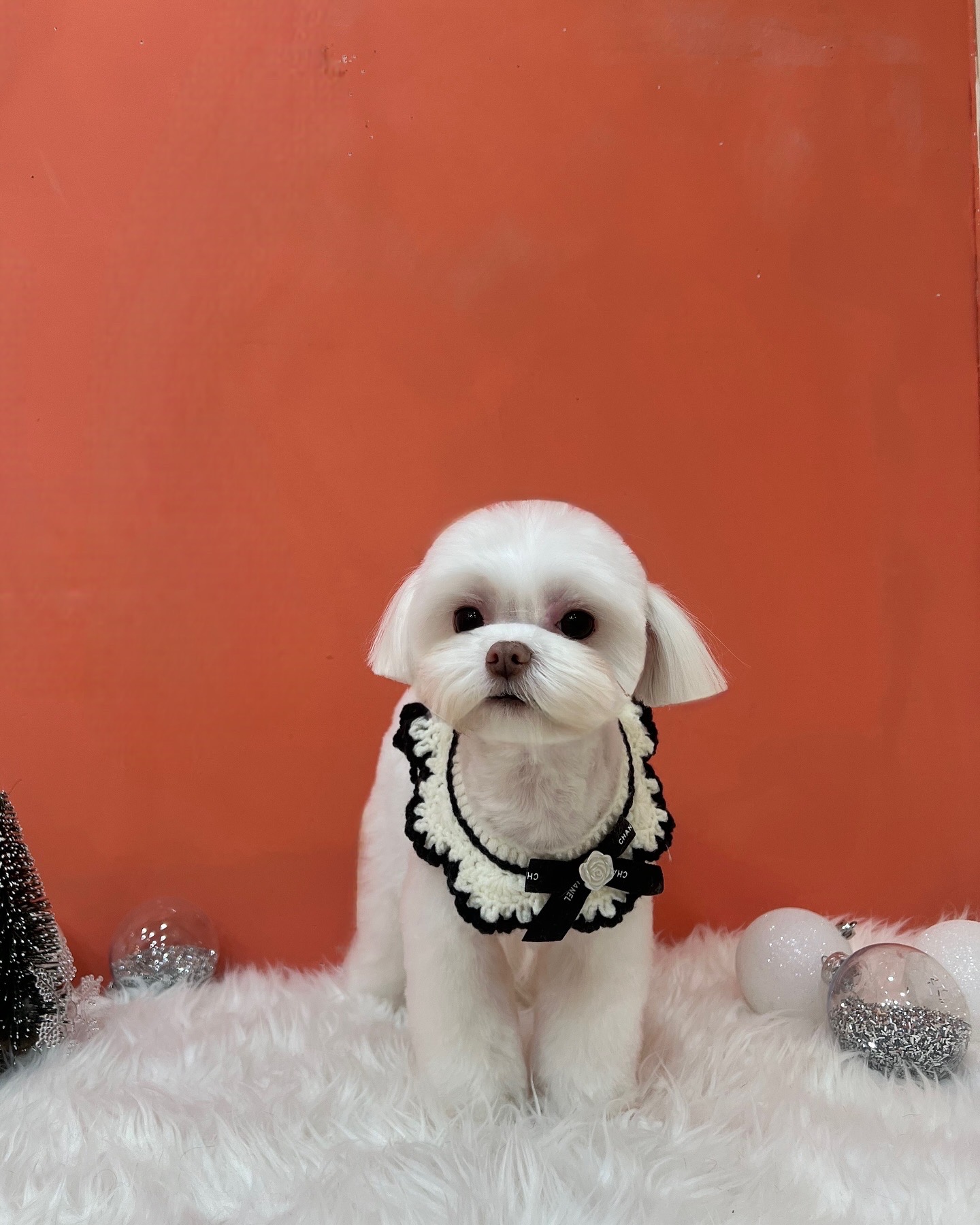 파피몽 대표 이미지