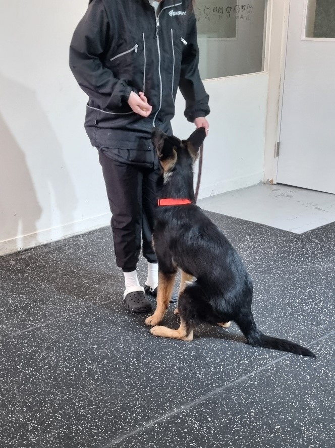 블루 독 스쿨 대표 이미지