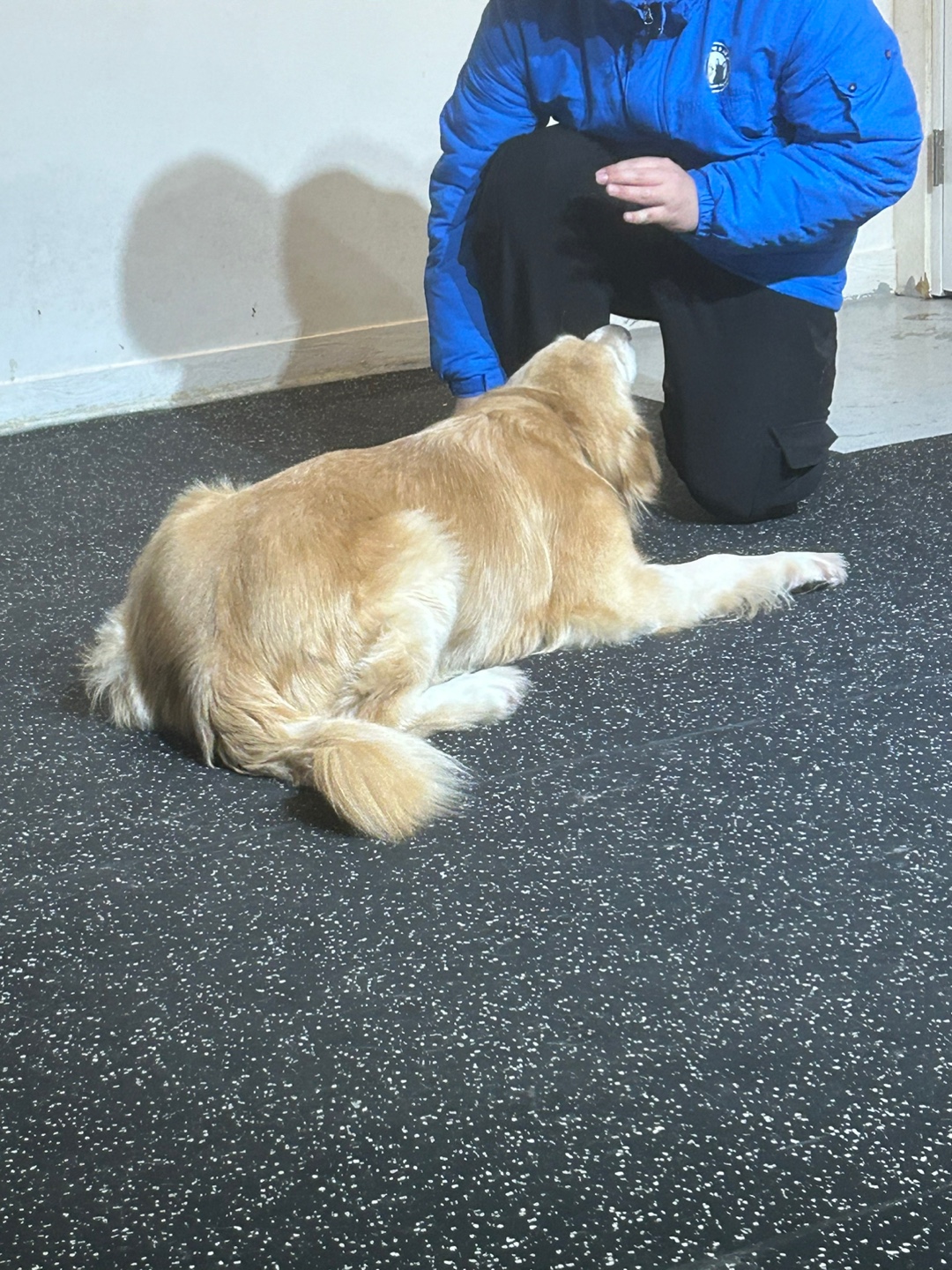 블루 독 스쿨 대표 이미지