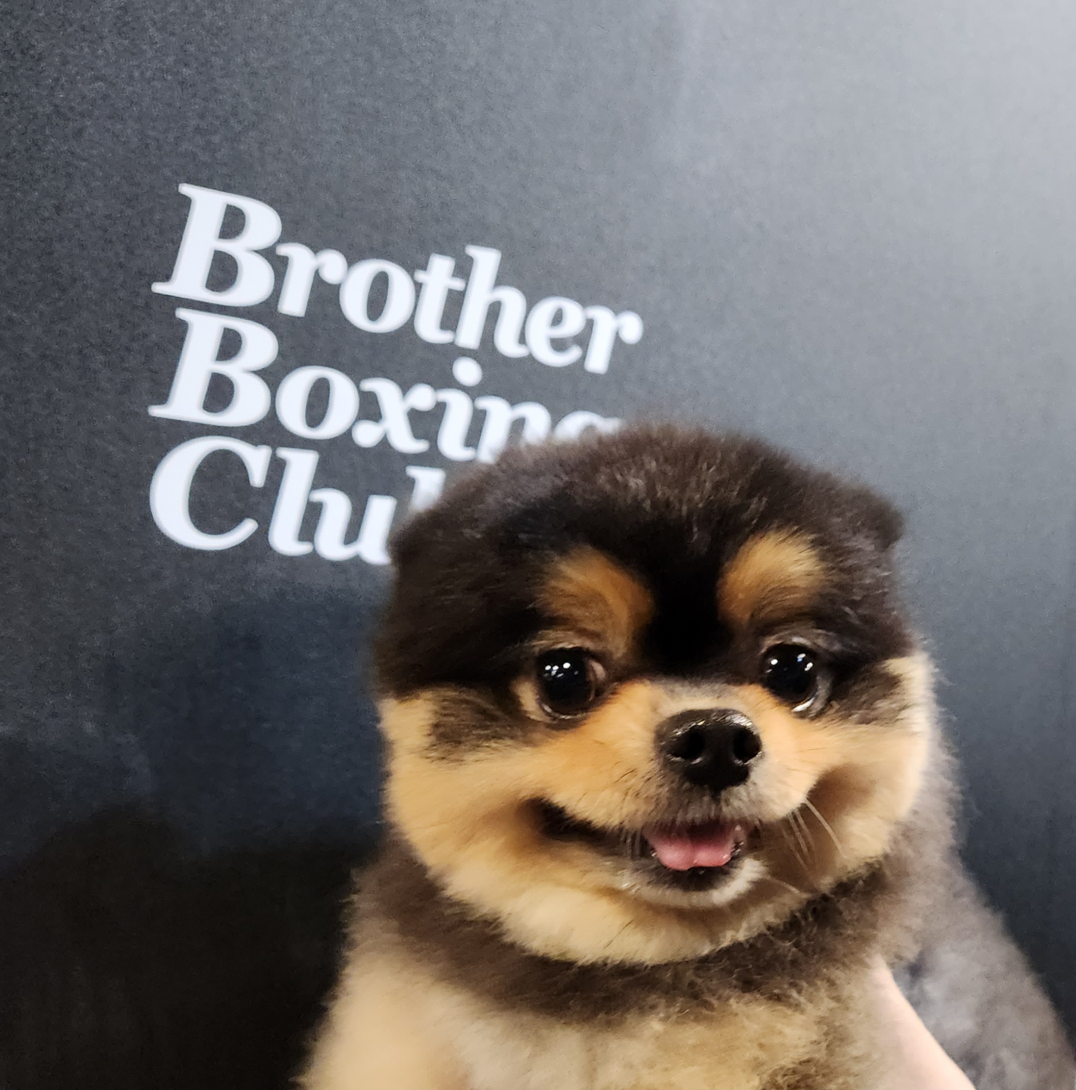 브라더복싱클럽