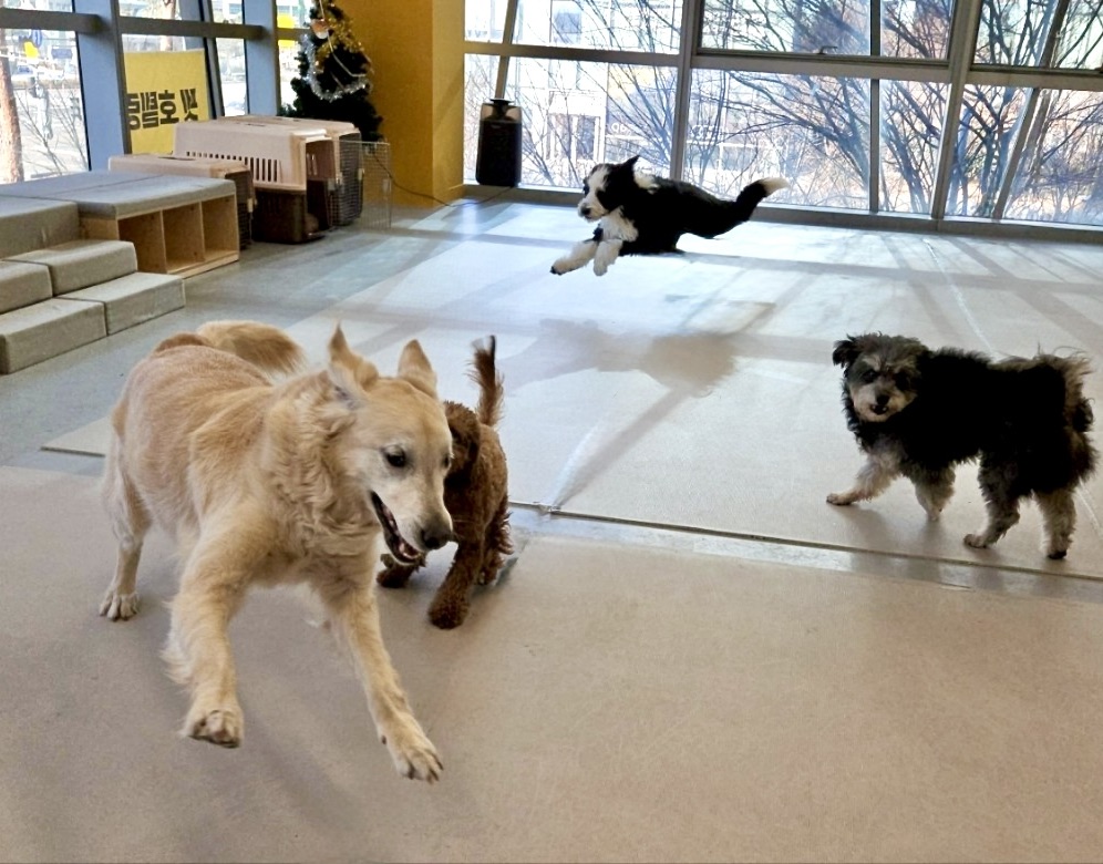 알파플러스펫라운지 대표 이미지