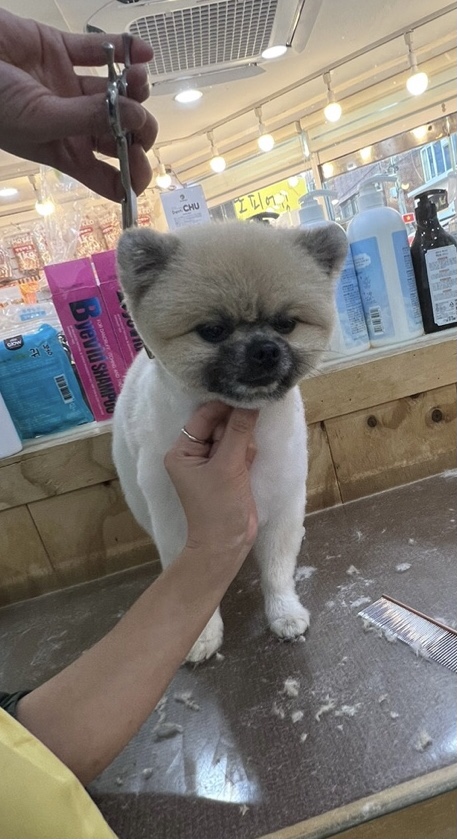 강아지마을 대표 이미지