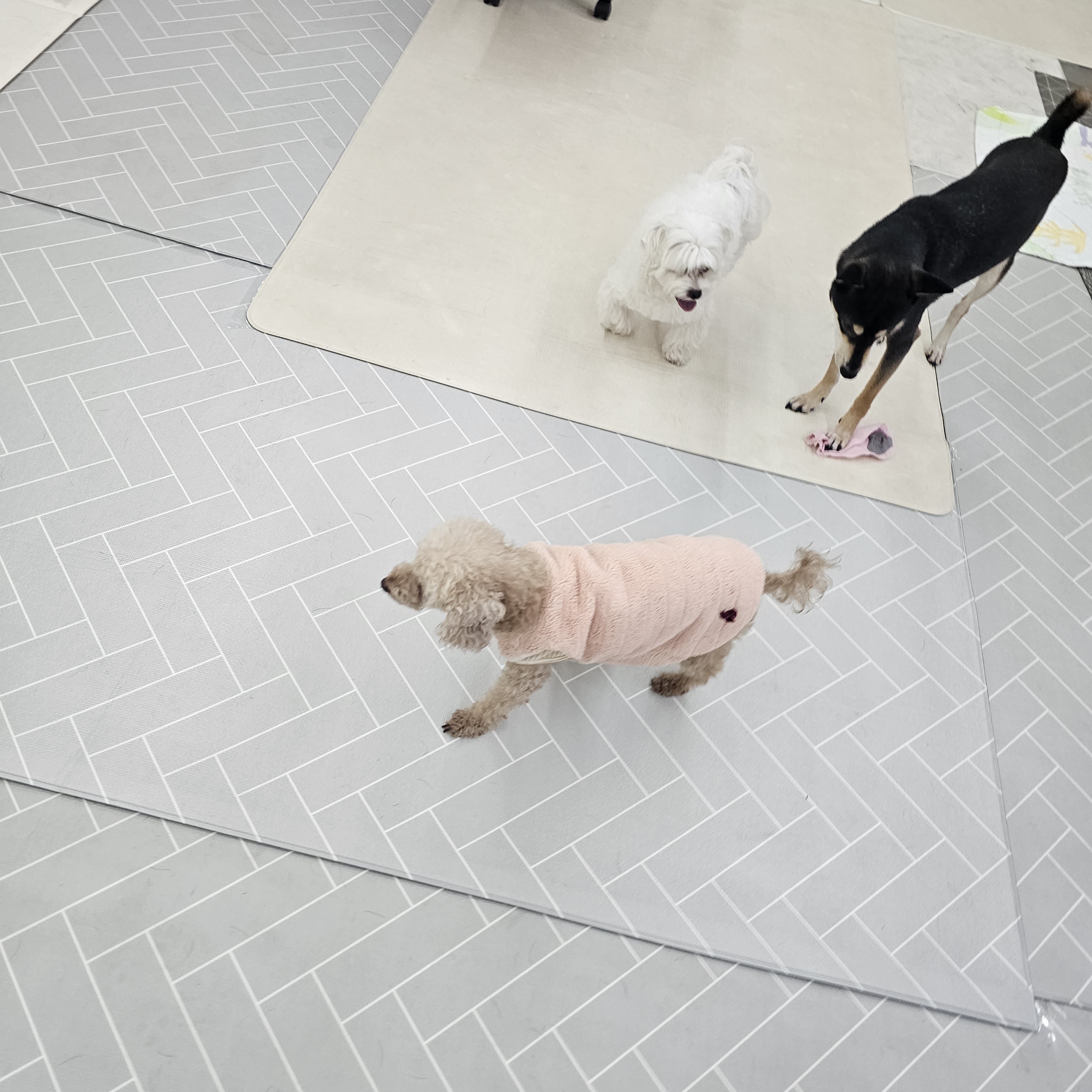 멍블리 애견카페/유치원/호텔 대표 이미지