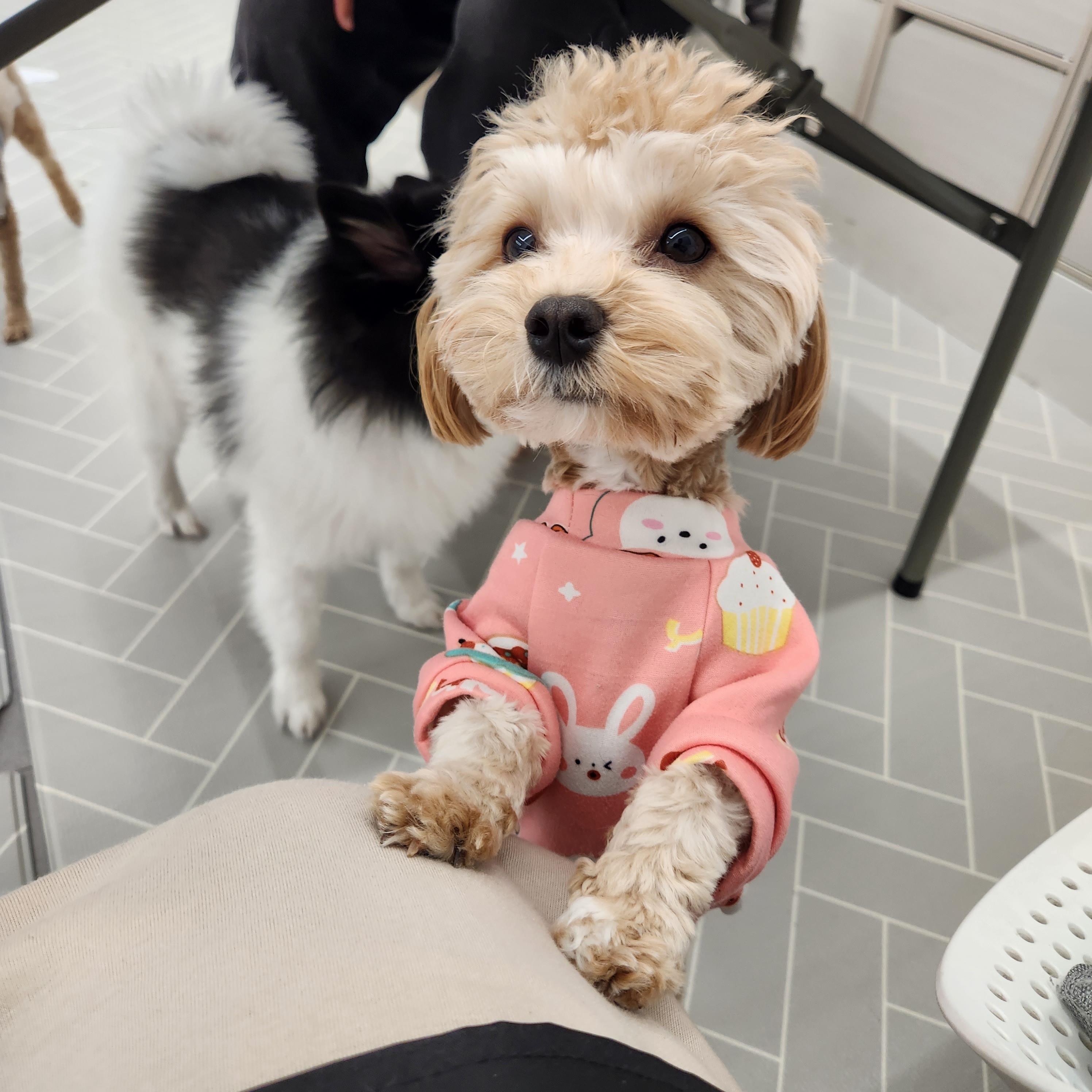 에덴애견유치원호텔 대표 이미지