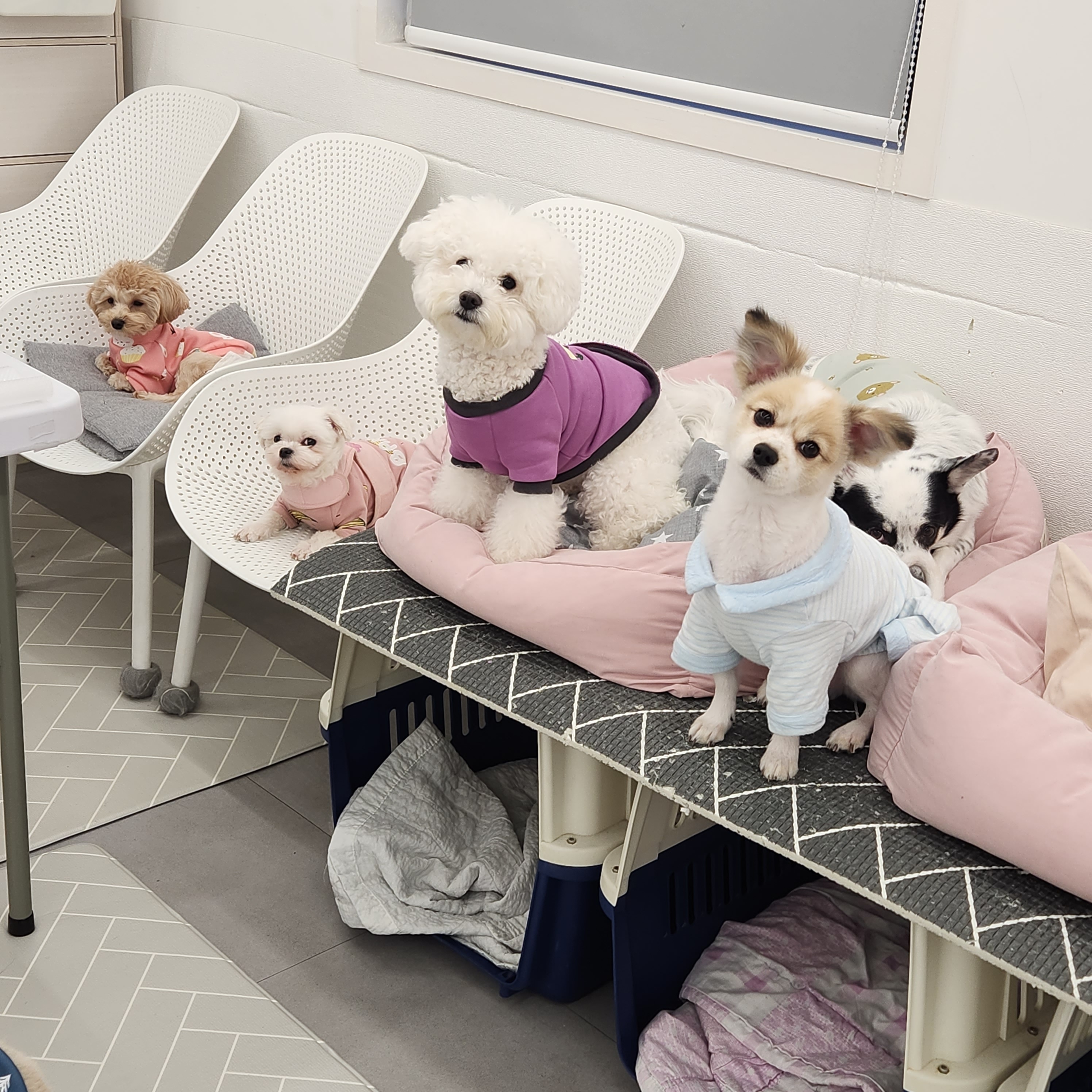 에덴애견유치원호텔 대표 이미지