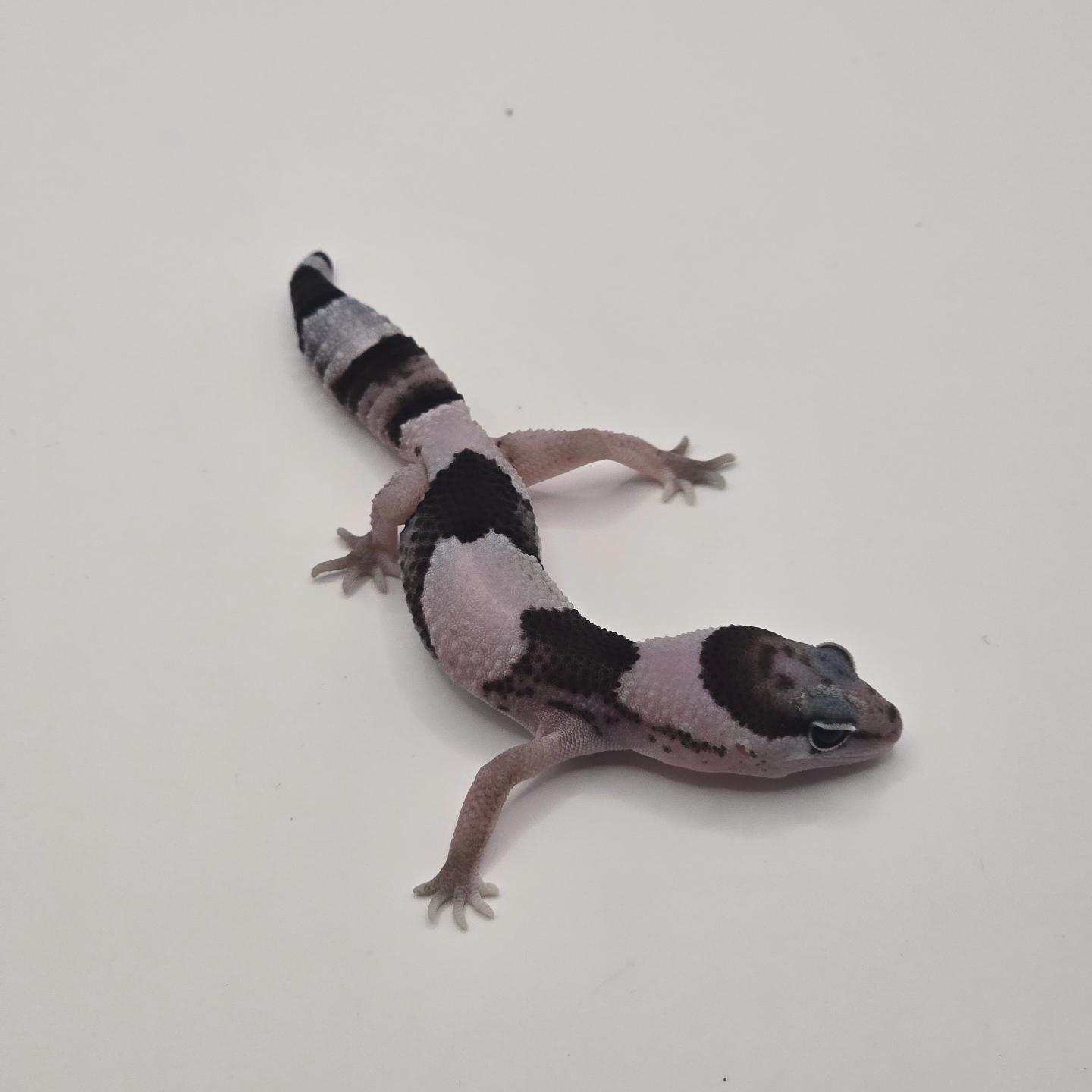 파충류샵 파우나 스토어 사천점 대표 이미지