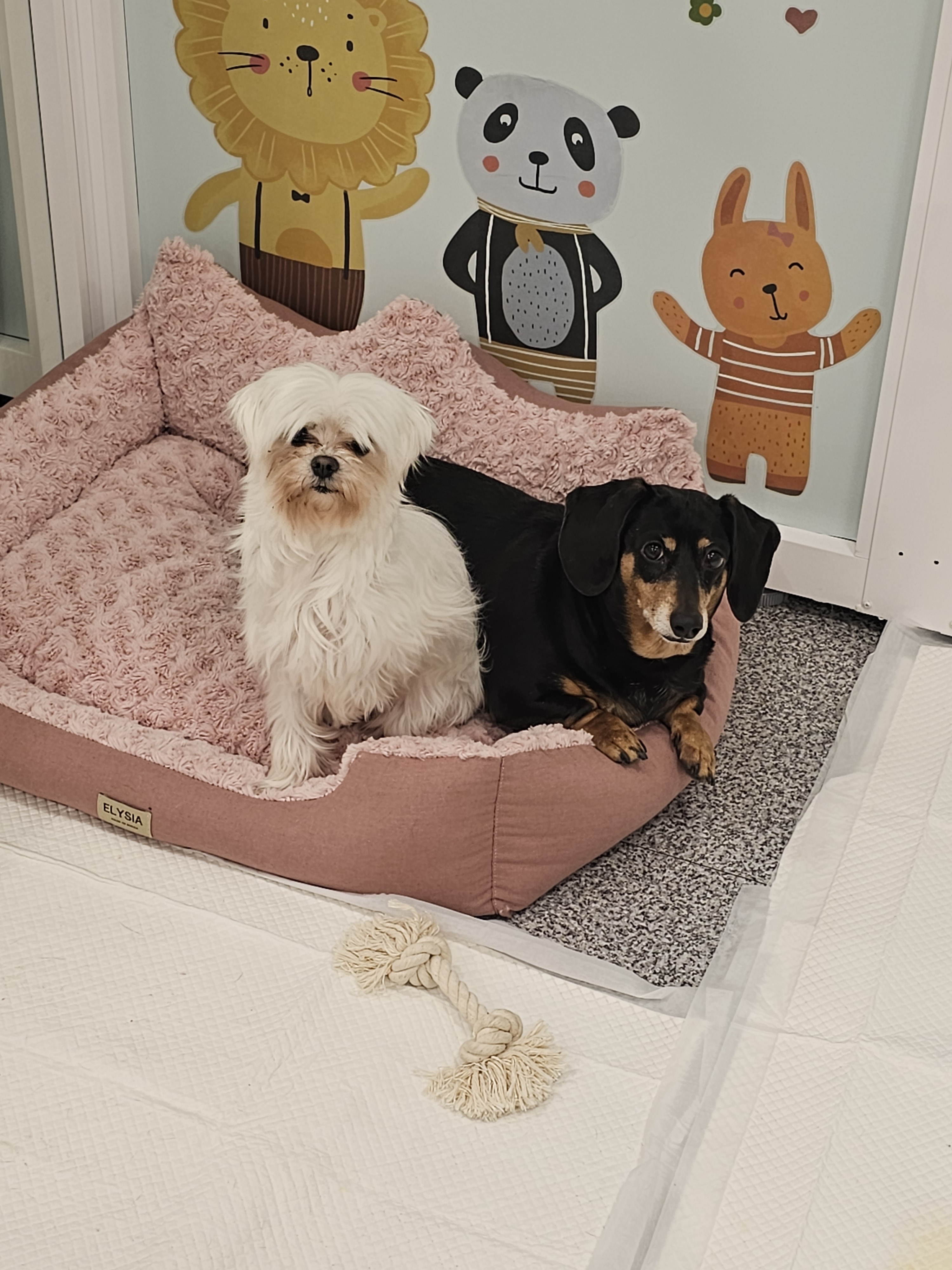 펫인애견호텔 대표 이미지