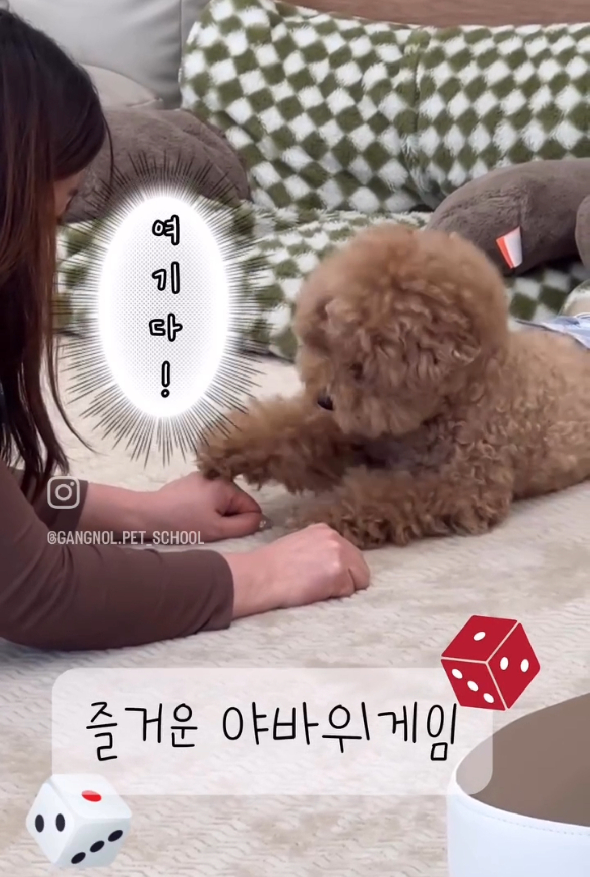 강놀애견유치원 대표 이미지