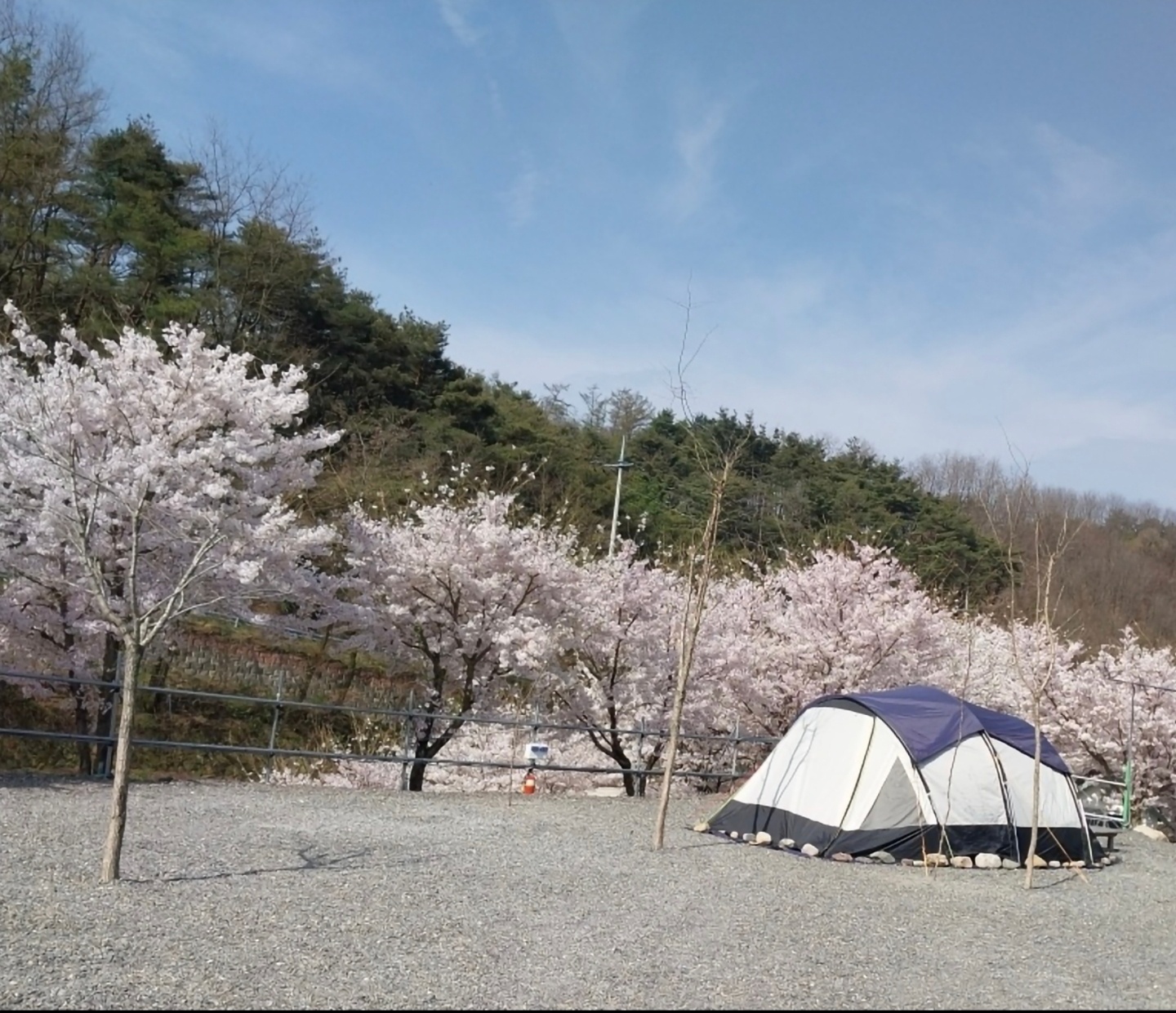 군위 솔밭야영장