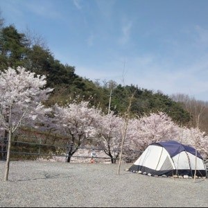 군위 솔밭야영장