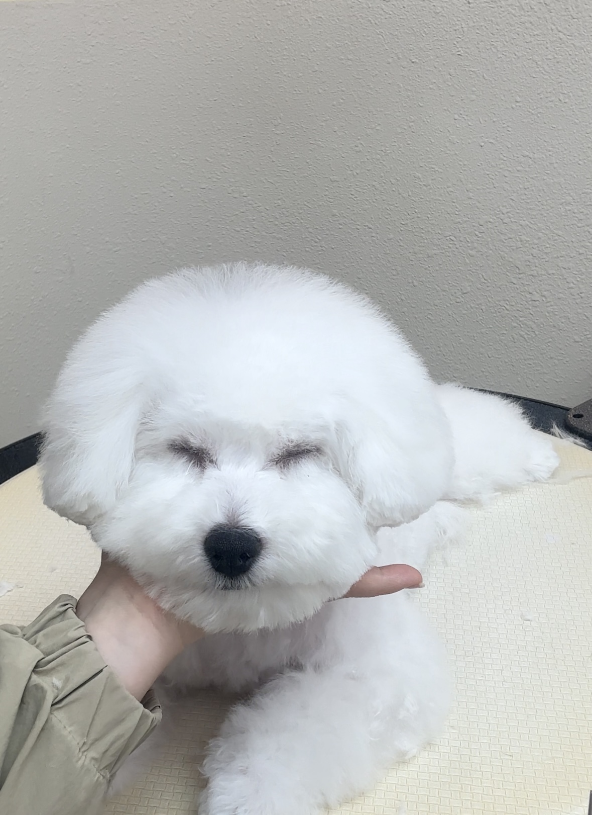 댕글리 대표 이미지