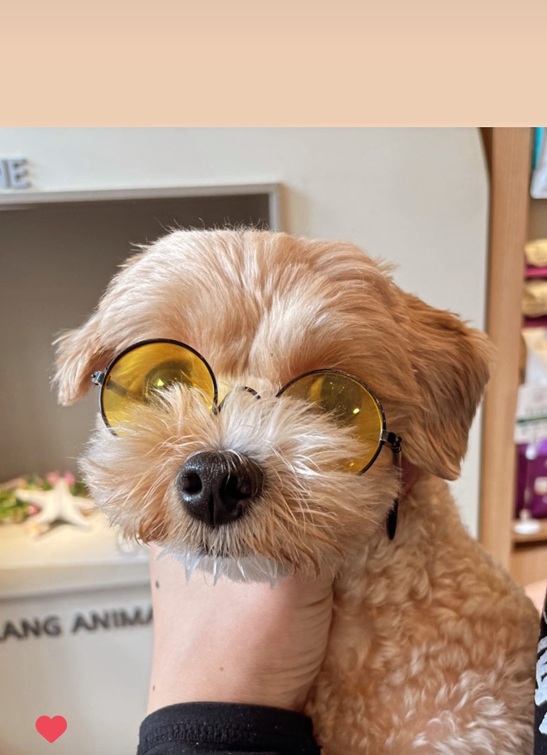도담도담애견유치원 대표 이미지
