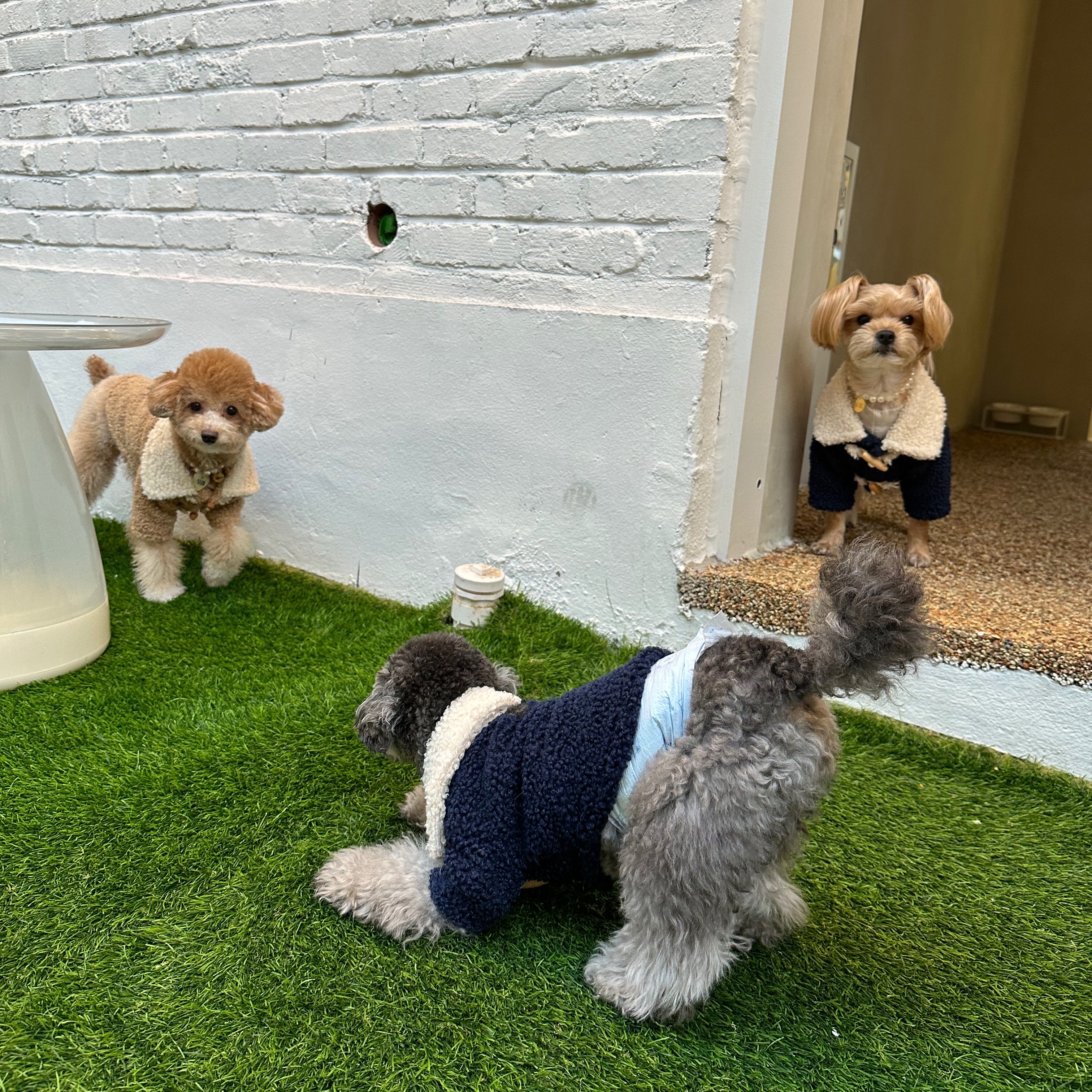 댕댕회관 대표 이미지