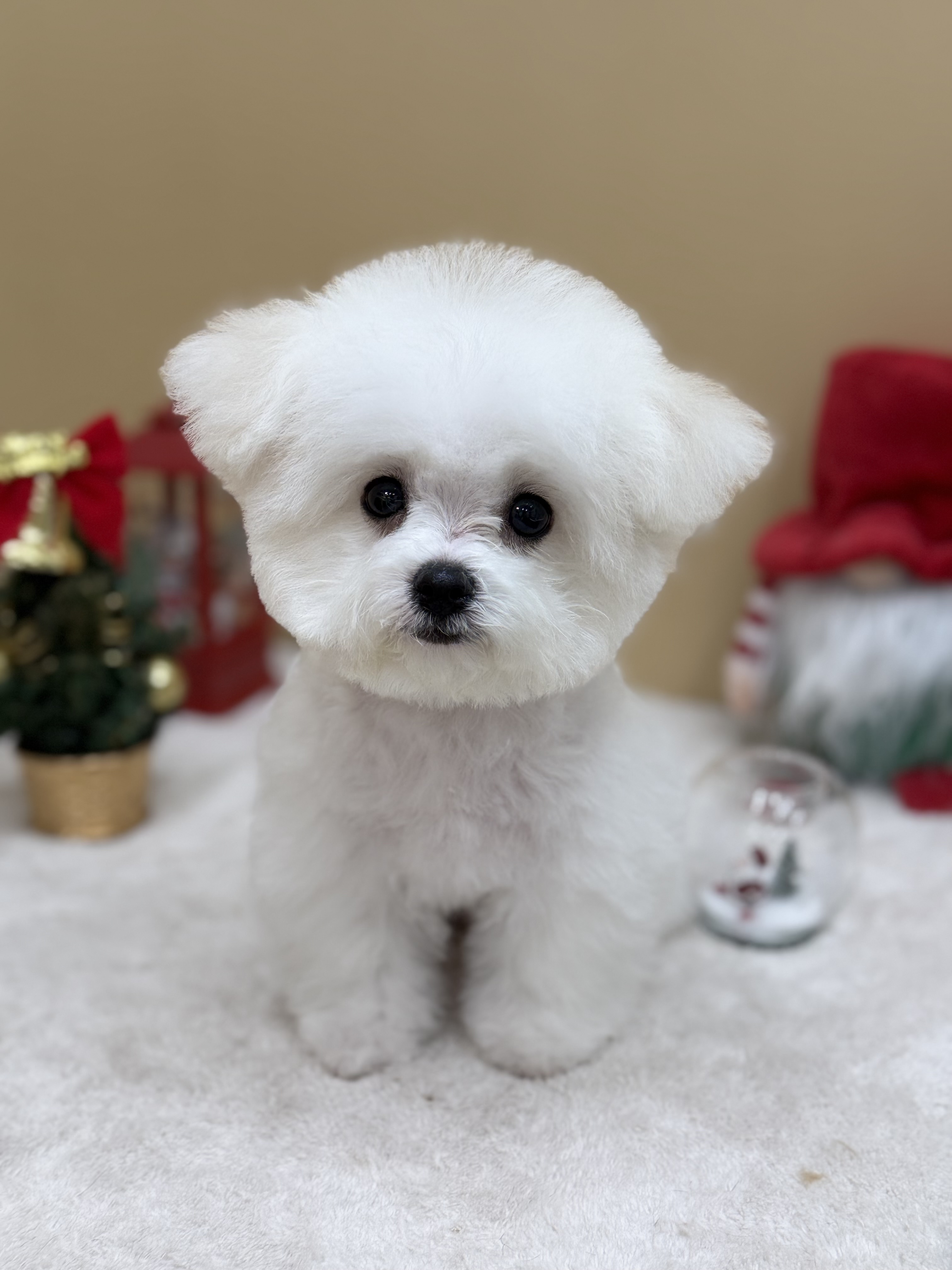 개스트살롱 대표 이미지