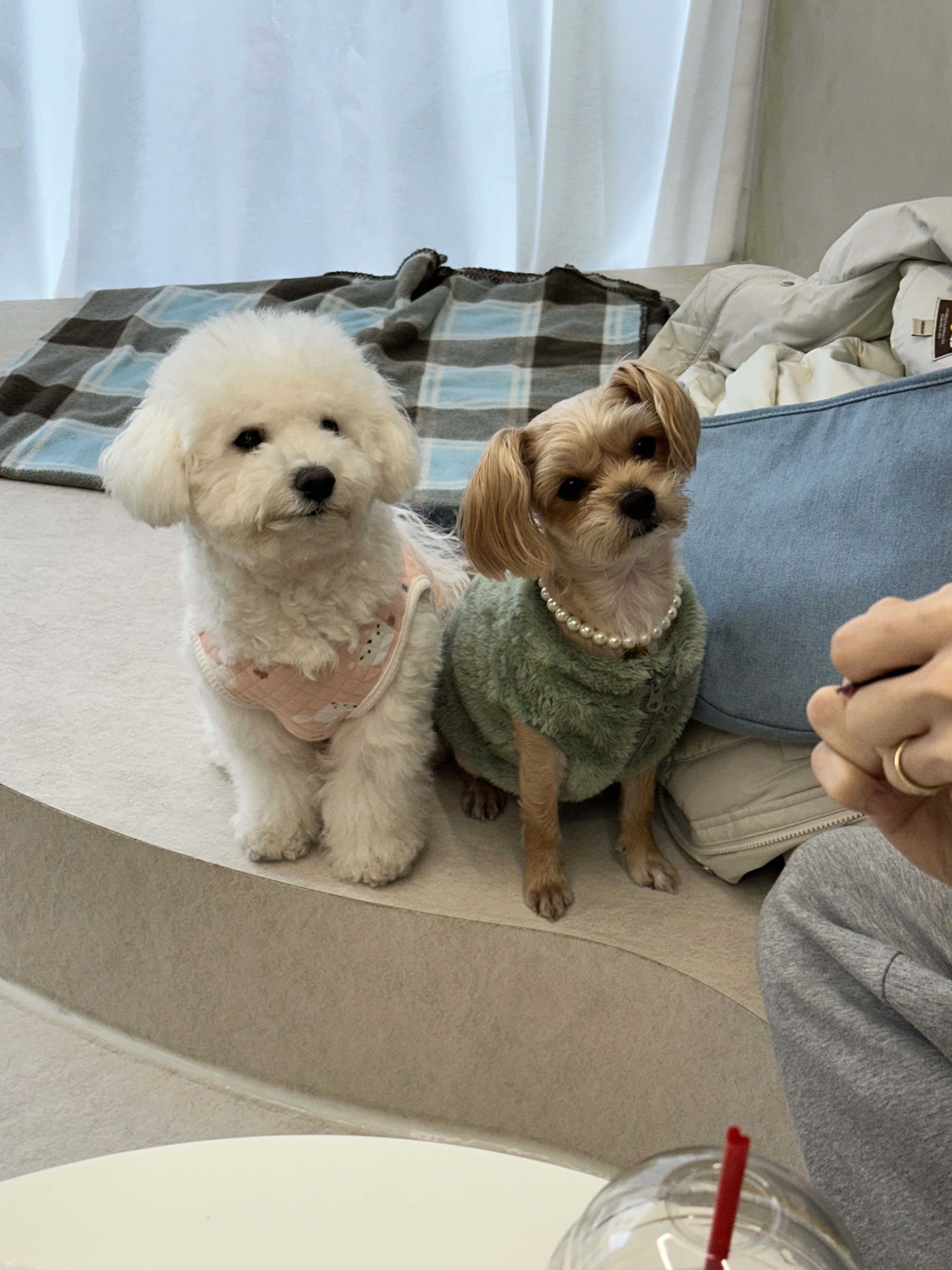 댕댕회관 대표 이미지