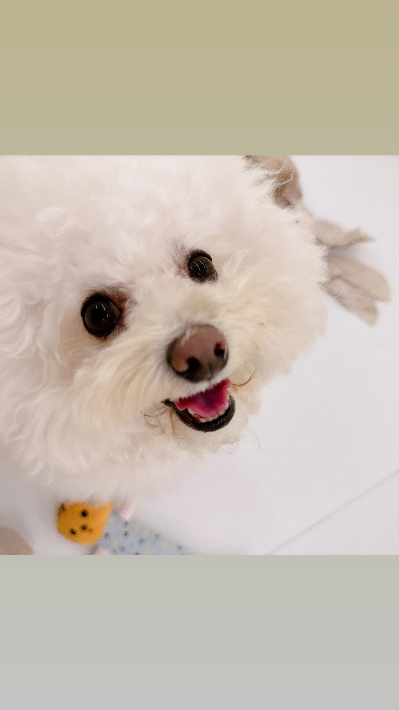 단짝멍몽 대표 이미지