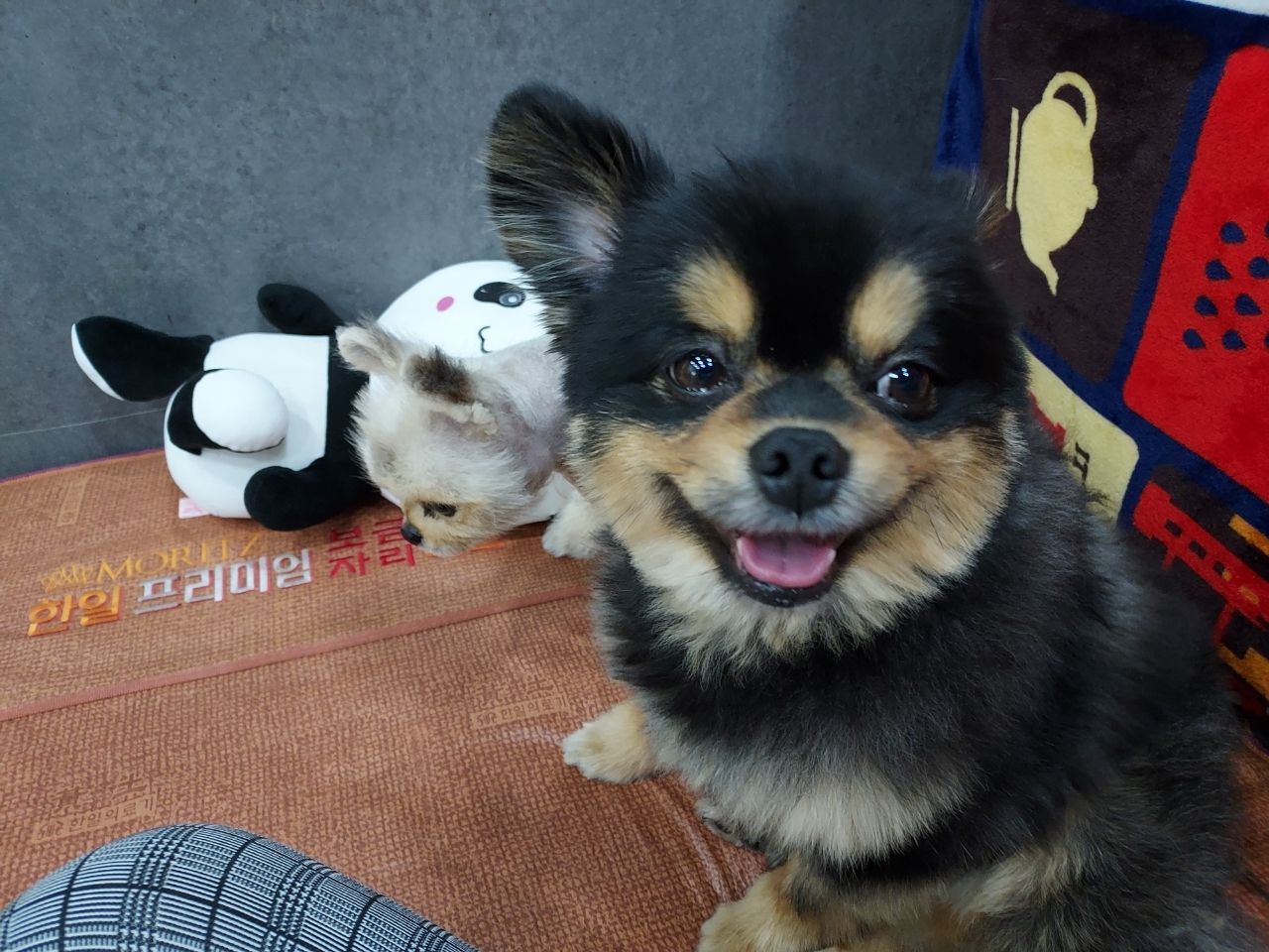 루루애견샵 대표 이미지