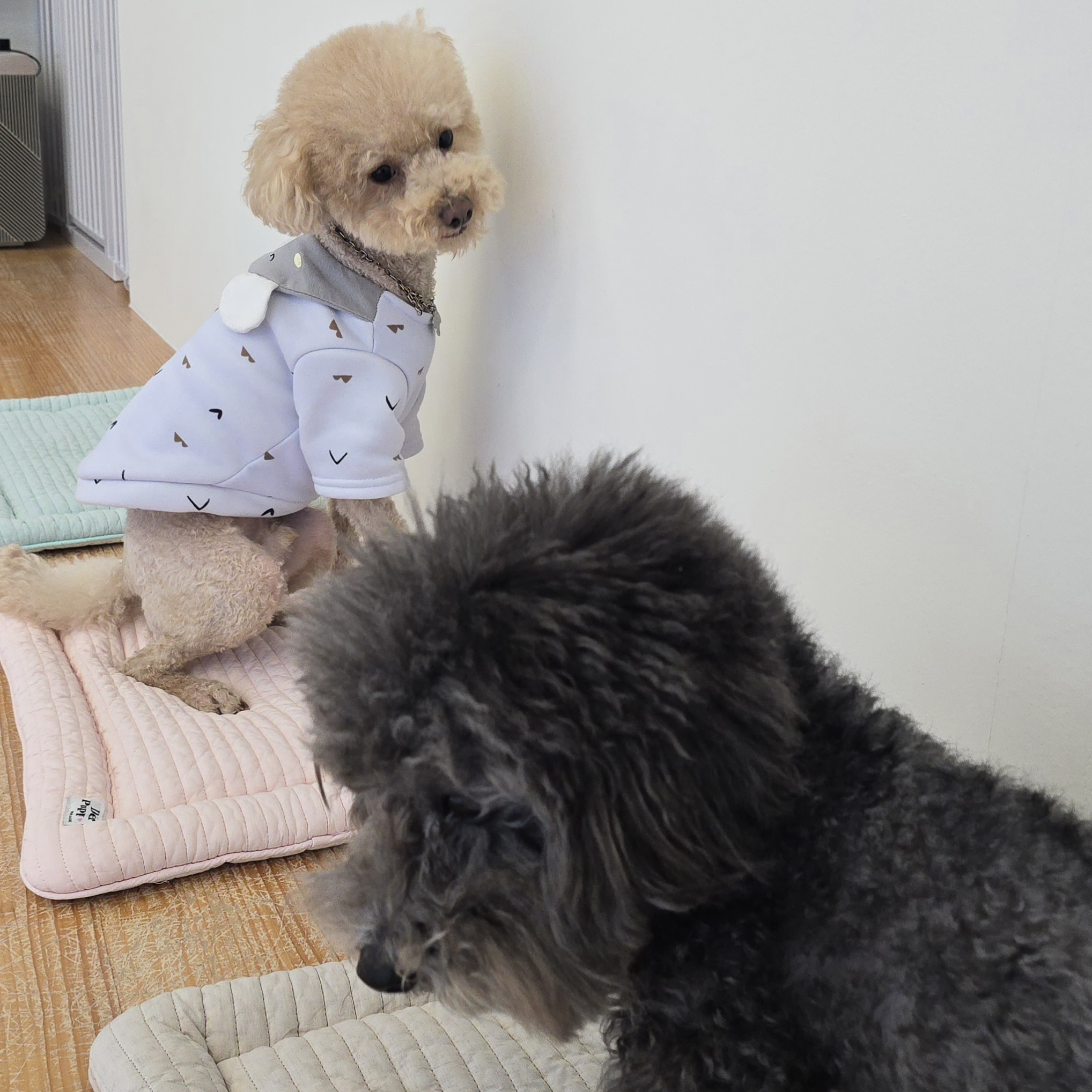몽쥬 애견유치원 대표 이미지