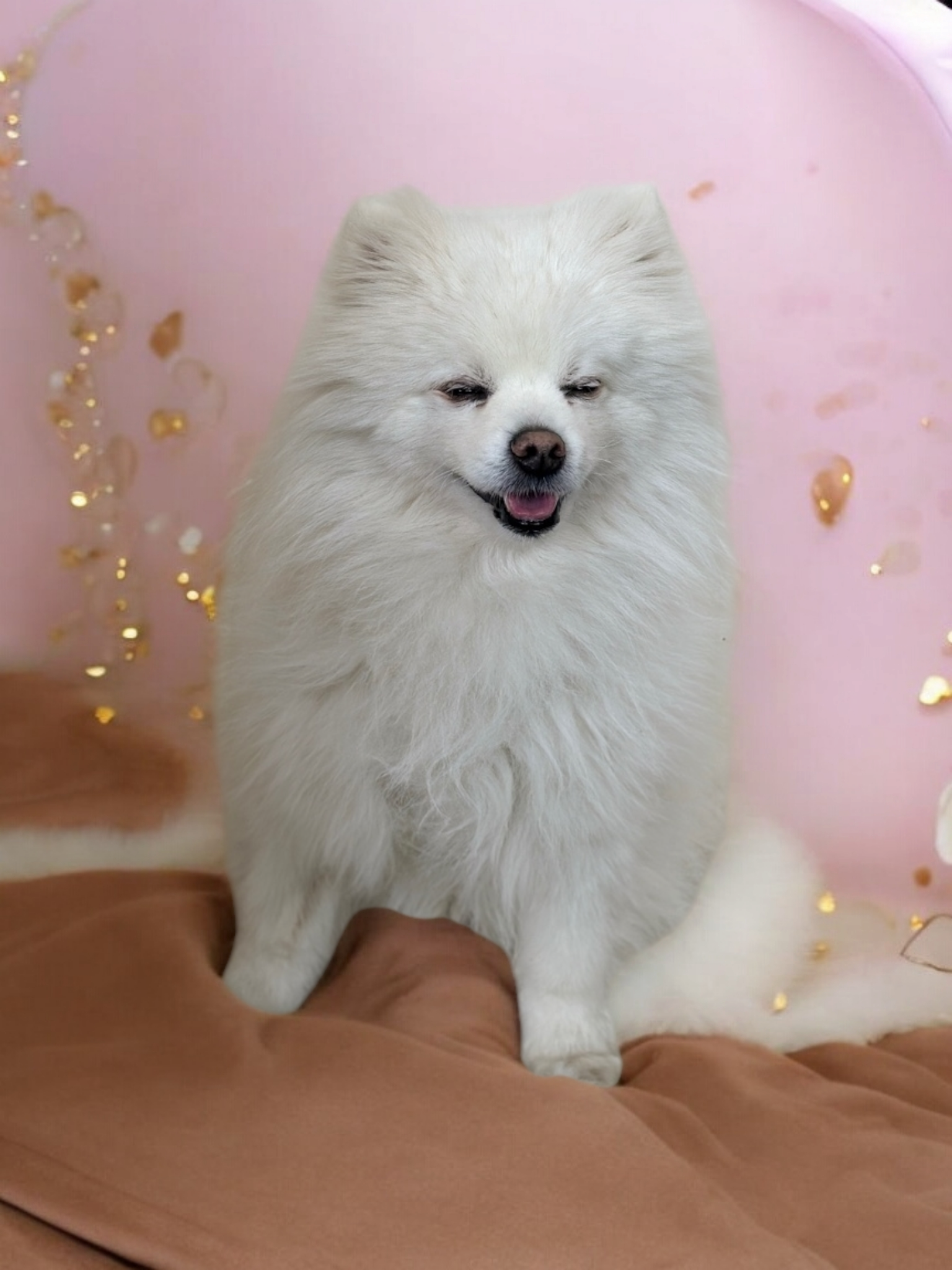 놀펫 성북본원 대표 이미지