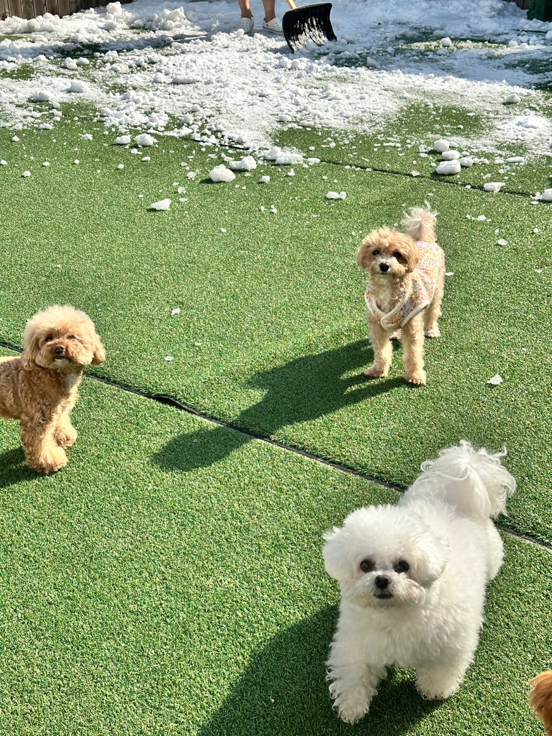 놀펫 강아지유치원 대표 이미지