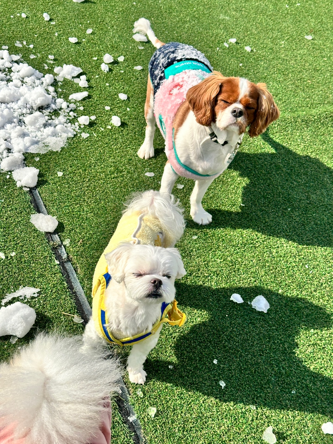 놀펫 대표 이미지