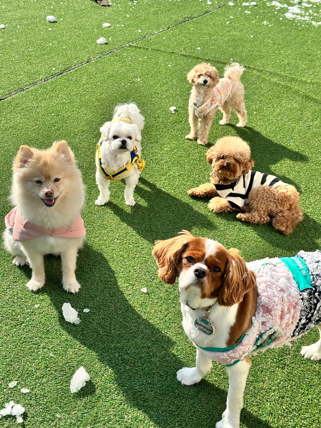 놀펫강아지유치원 대표 이미지