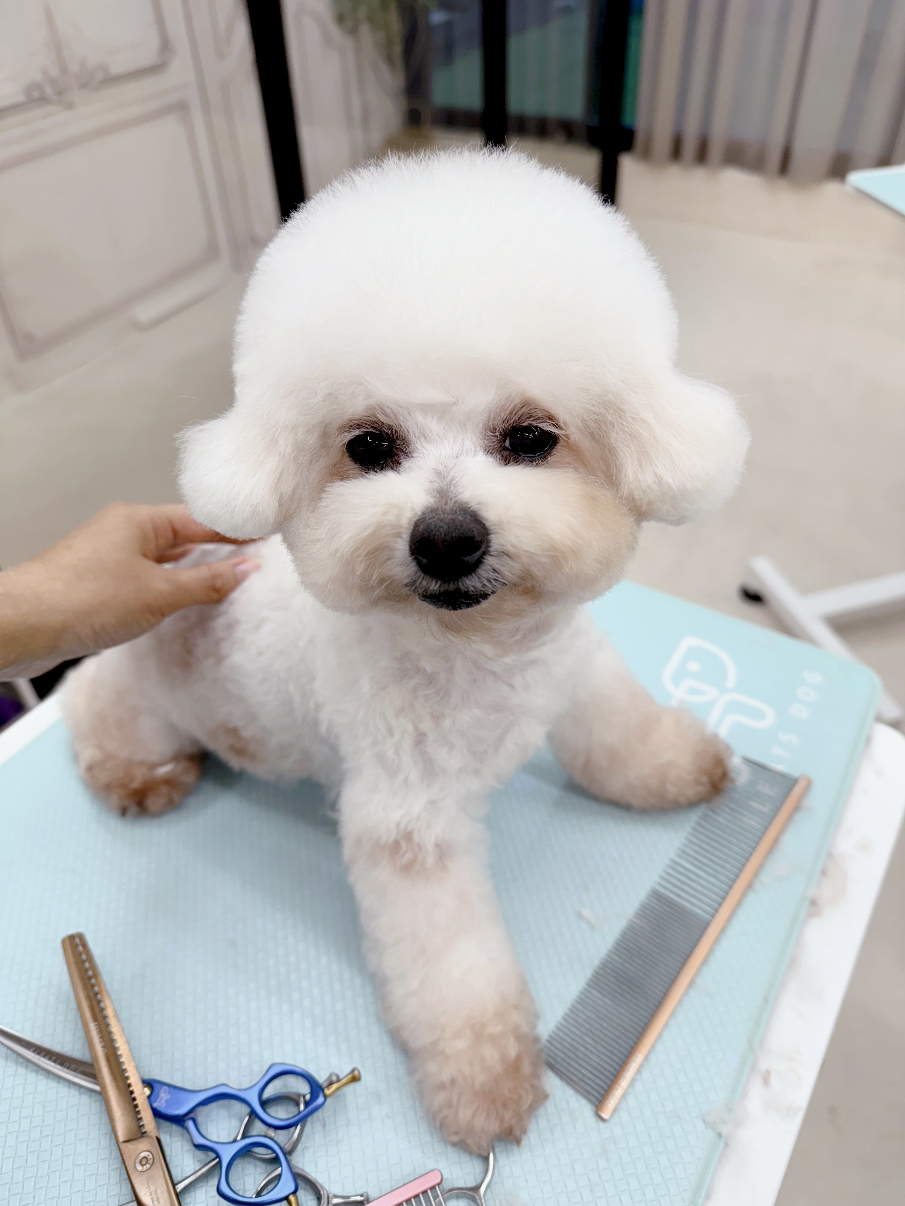 강아지멋내기 대표 이미지