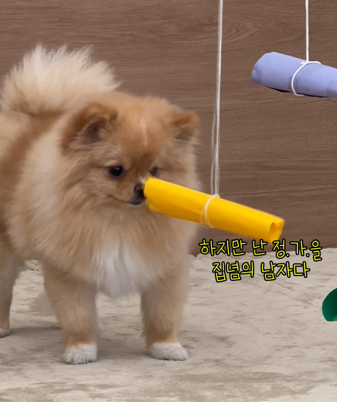 강놀애견유치원 대표 이미지