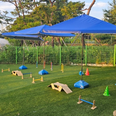 다온 입양센터 대구점 강아지분양 고양이분양