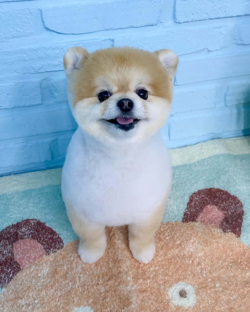 뚜뚜보떼펫살롱 대표 이미지