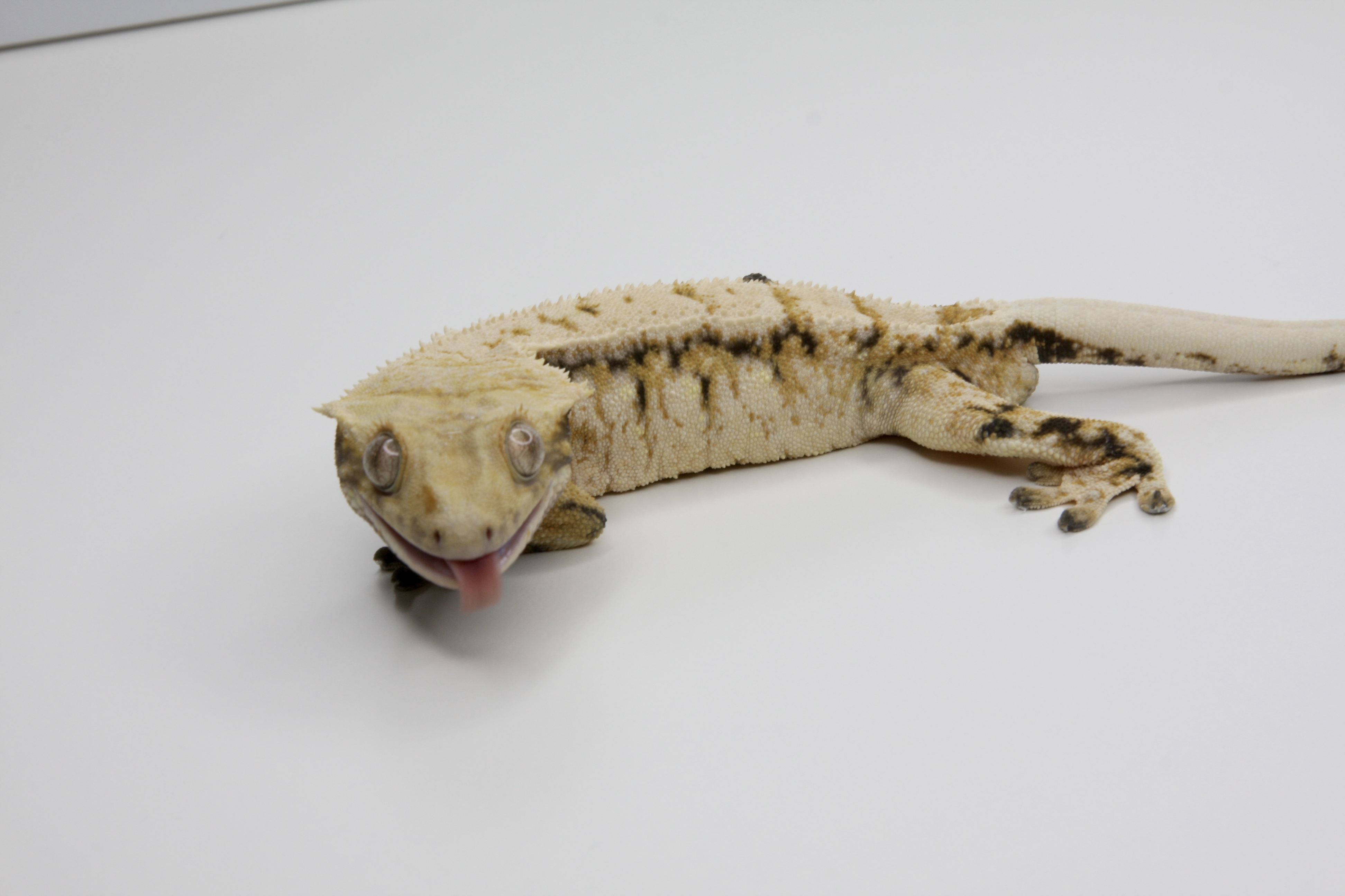 스톤크레 대표 이미지