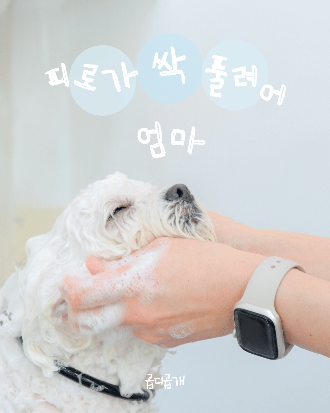 곱디곱개 대표 이미지