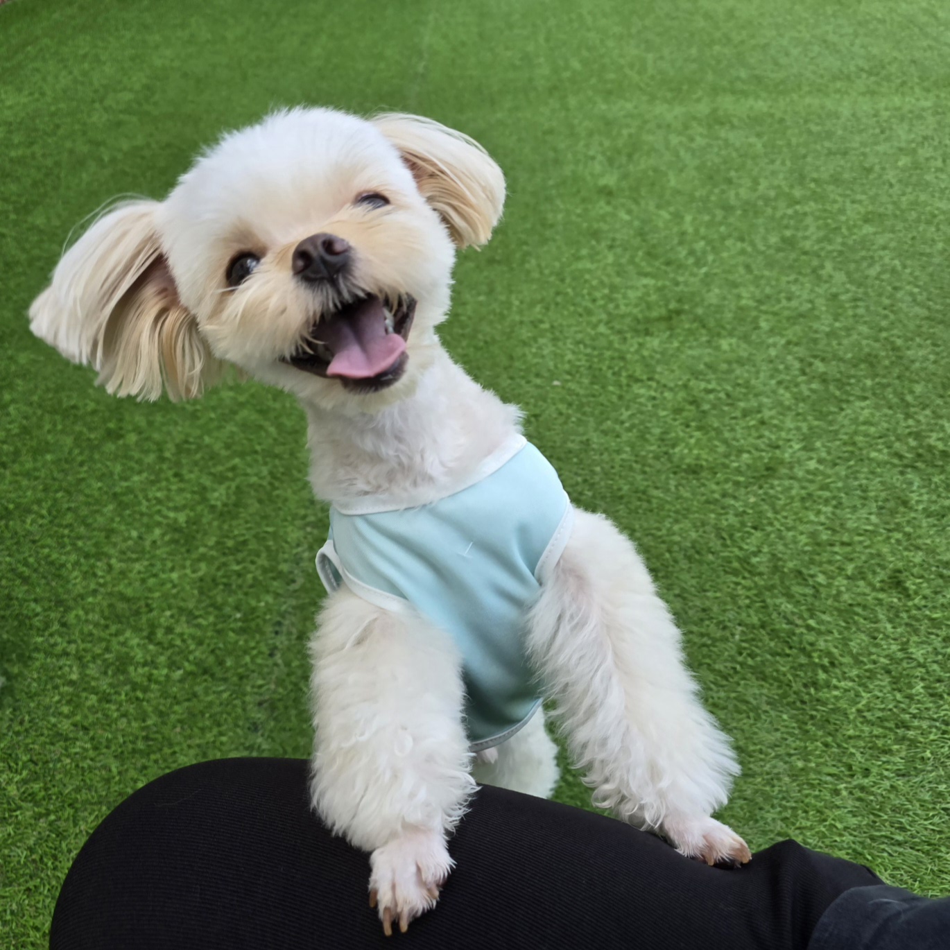 웰컴댕댕 애견호텔 애견유치원 강아지유치원 대표 이미지