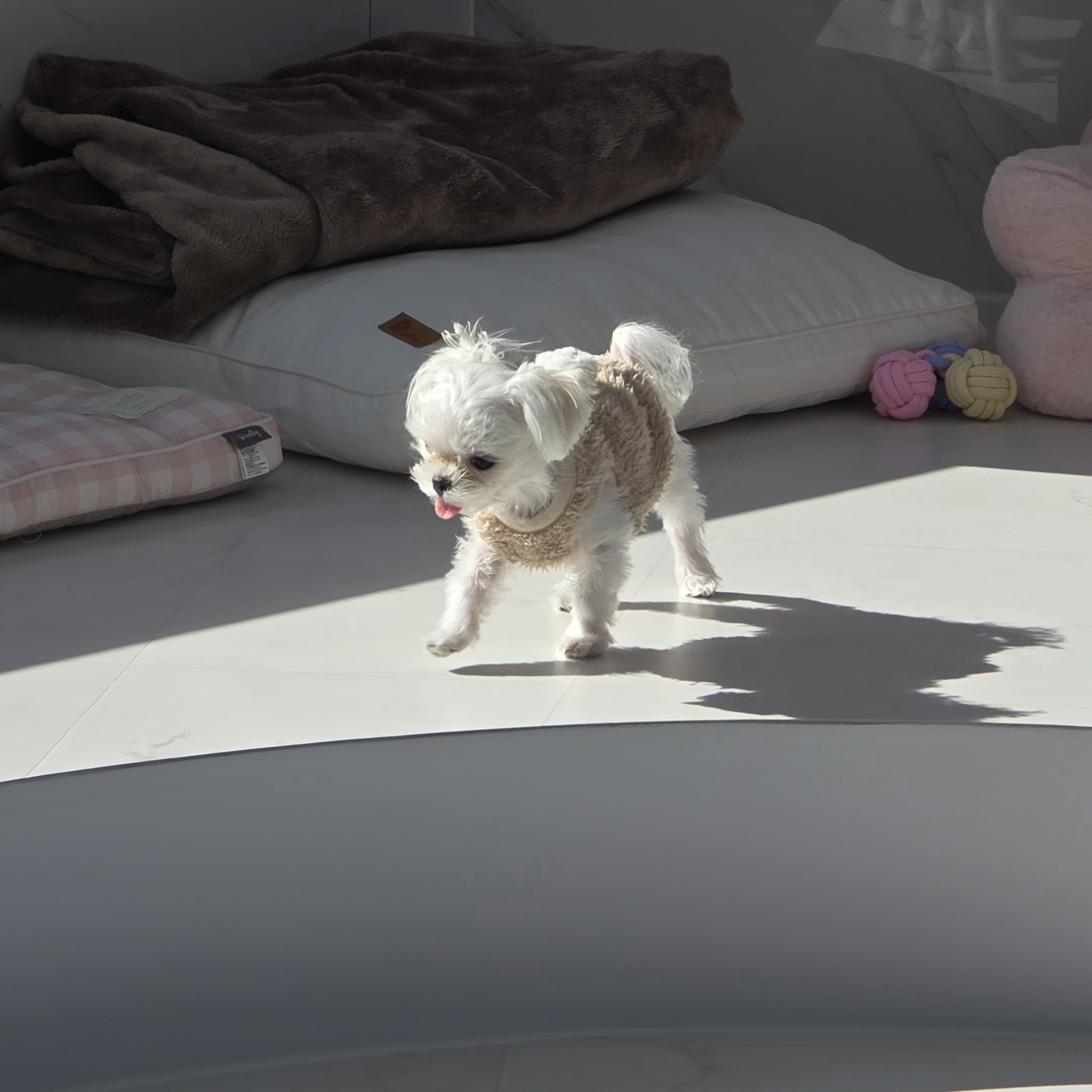 웰컴댕댕 애견호텔 대표 이미지