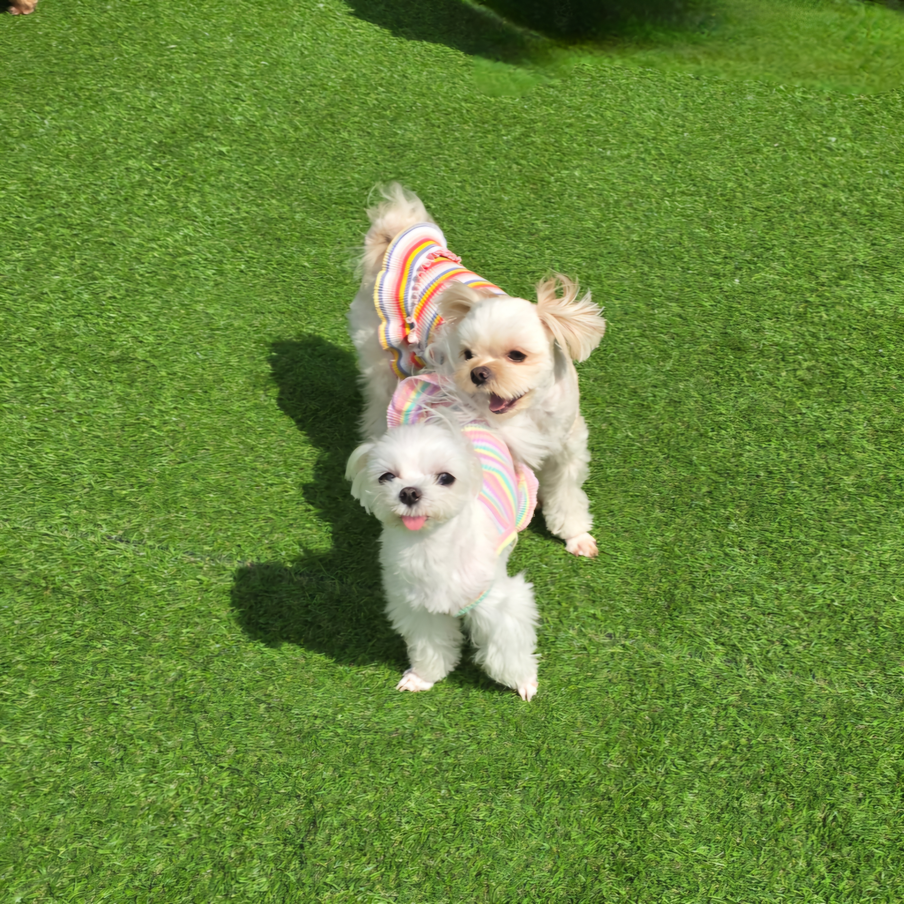 웰컴댕댕 대표 이미지