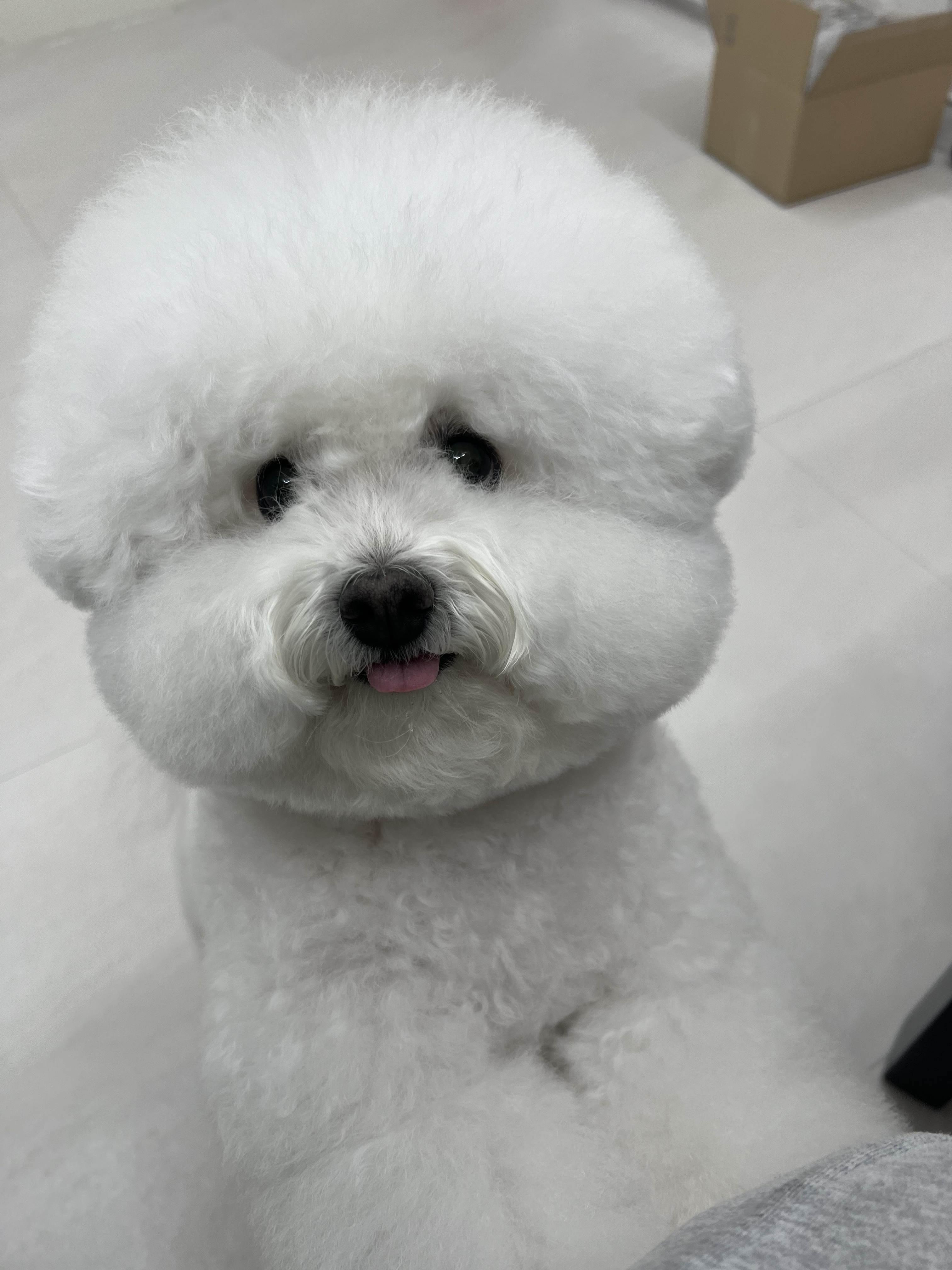 오세요댕댕이