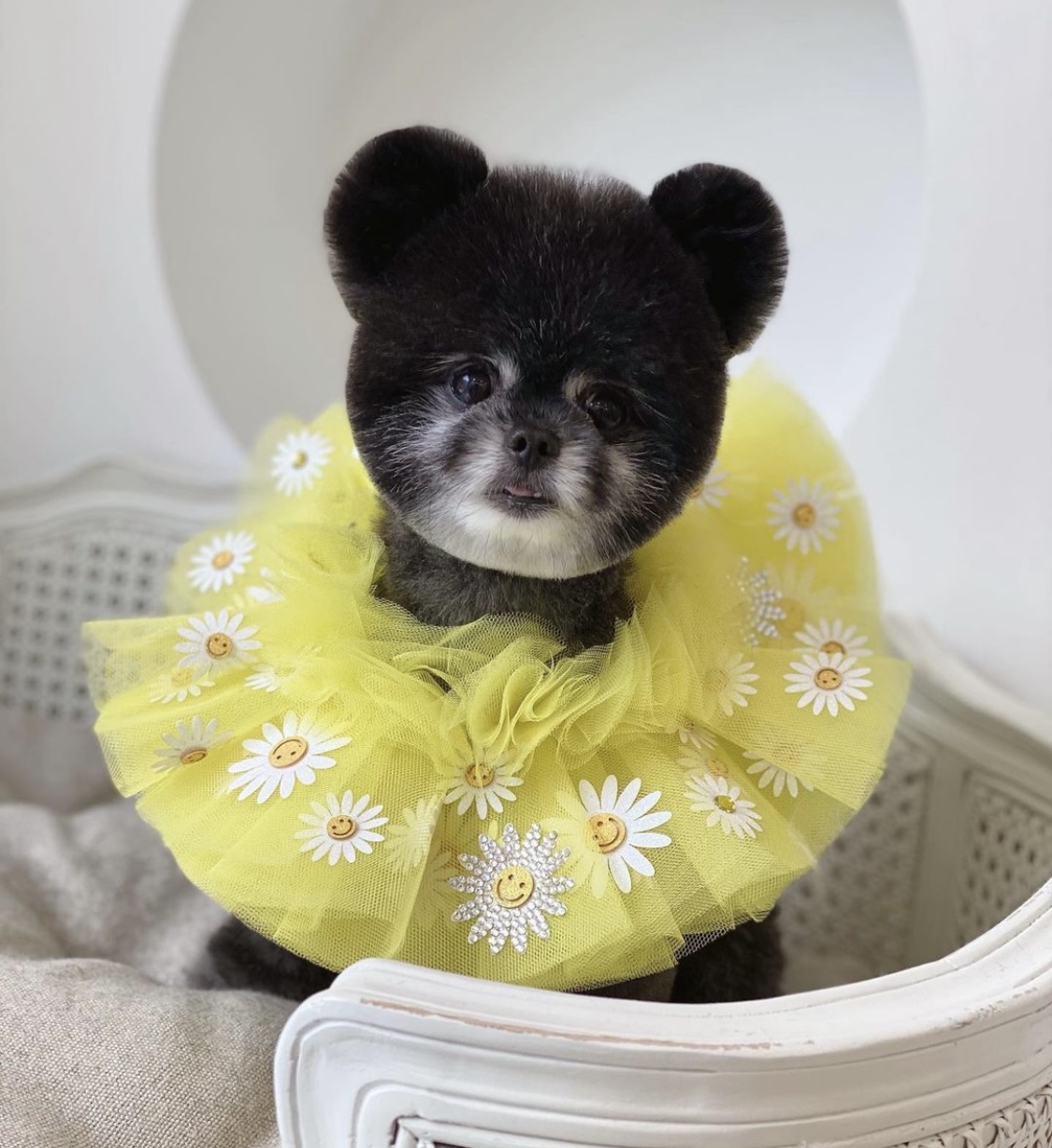 다올 대표 이미지