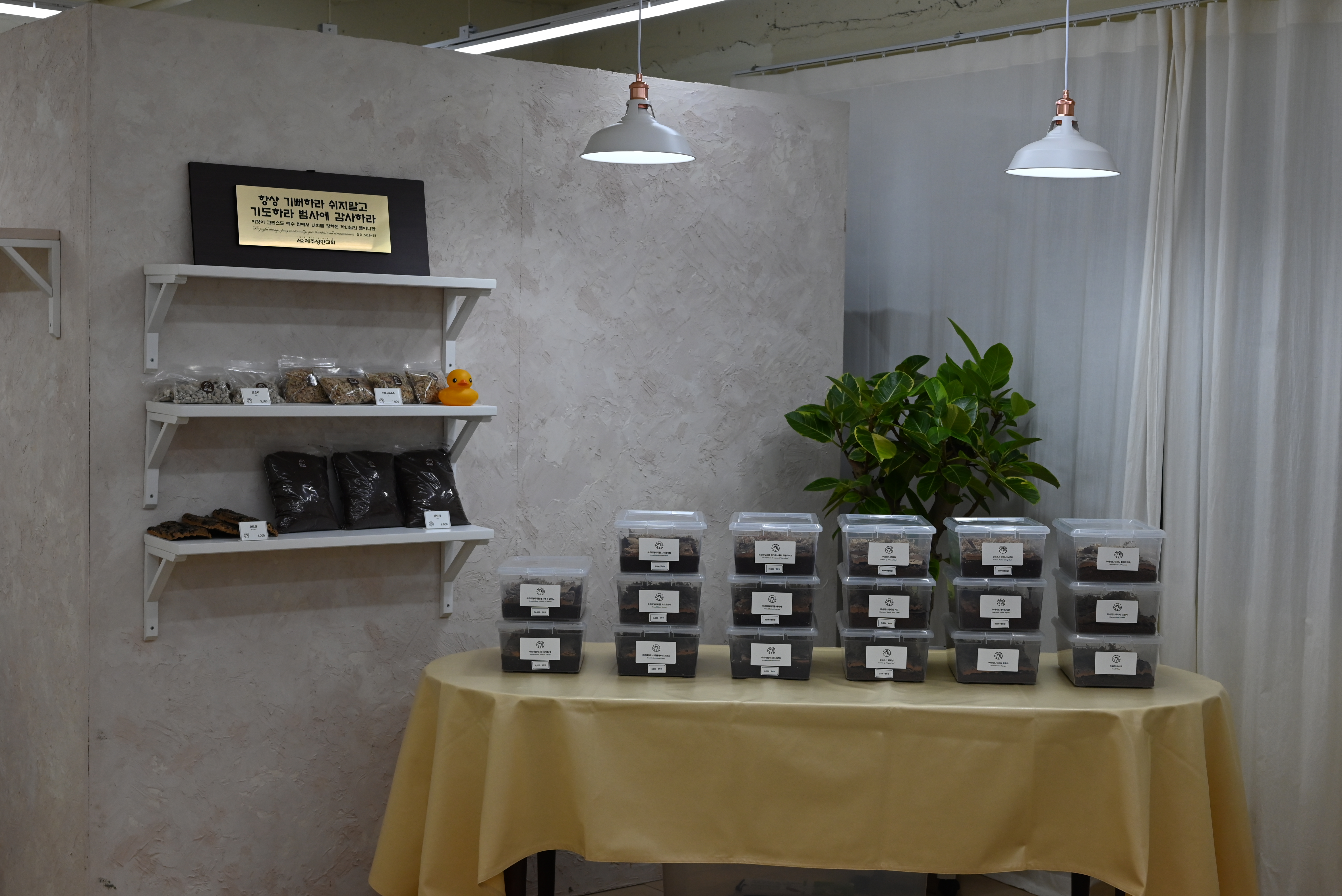 오스파게코 대표 이미지