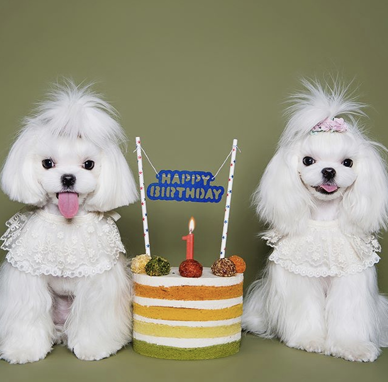 다올 대표 이미지