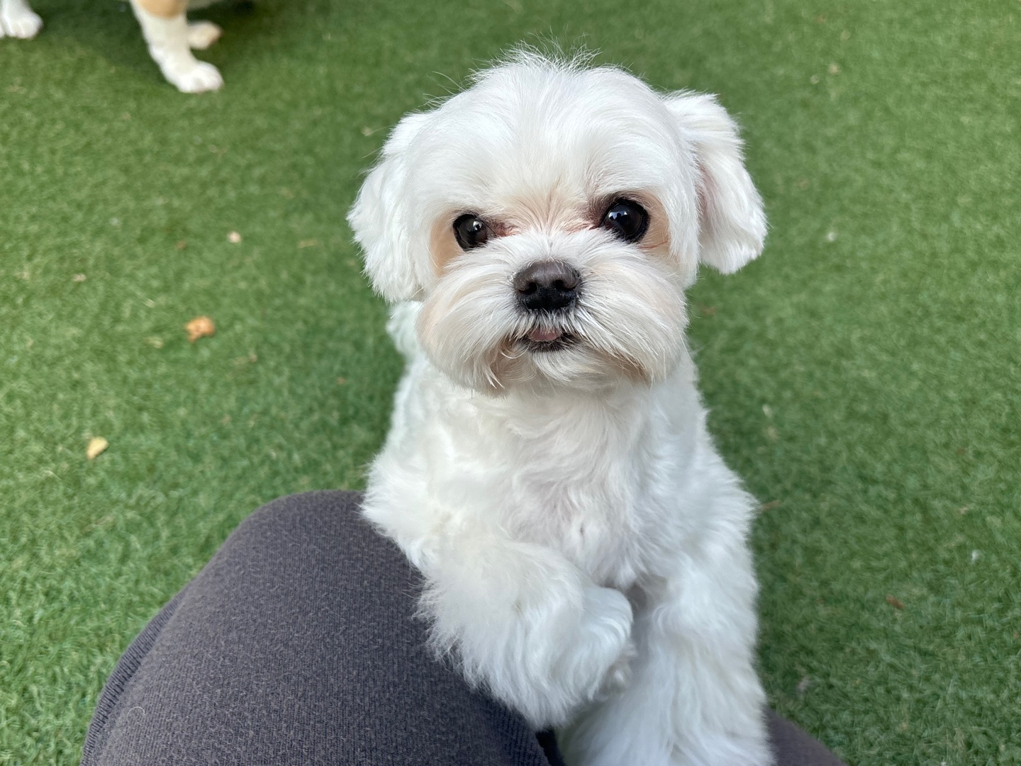 38도씨애견유치원호텔미용 대표 이미지