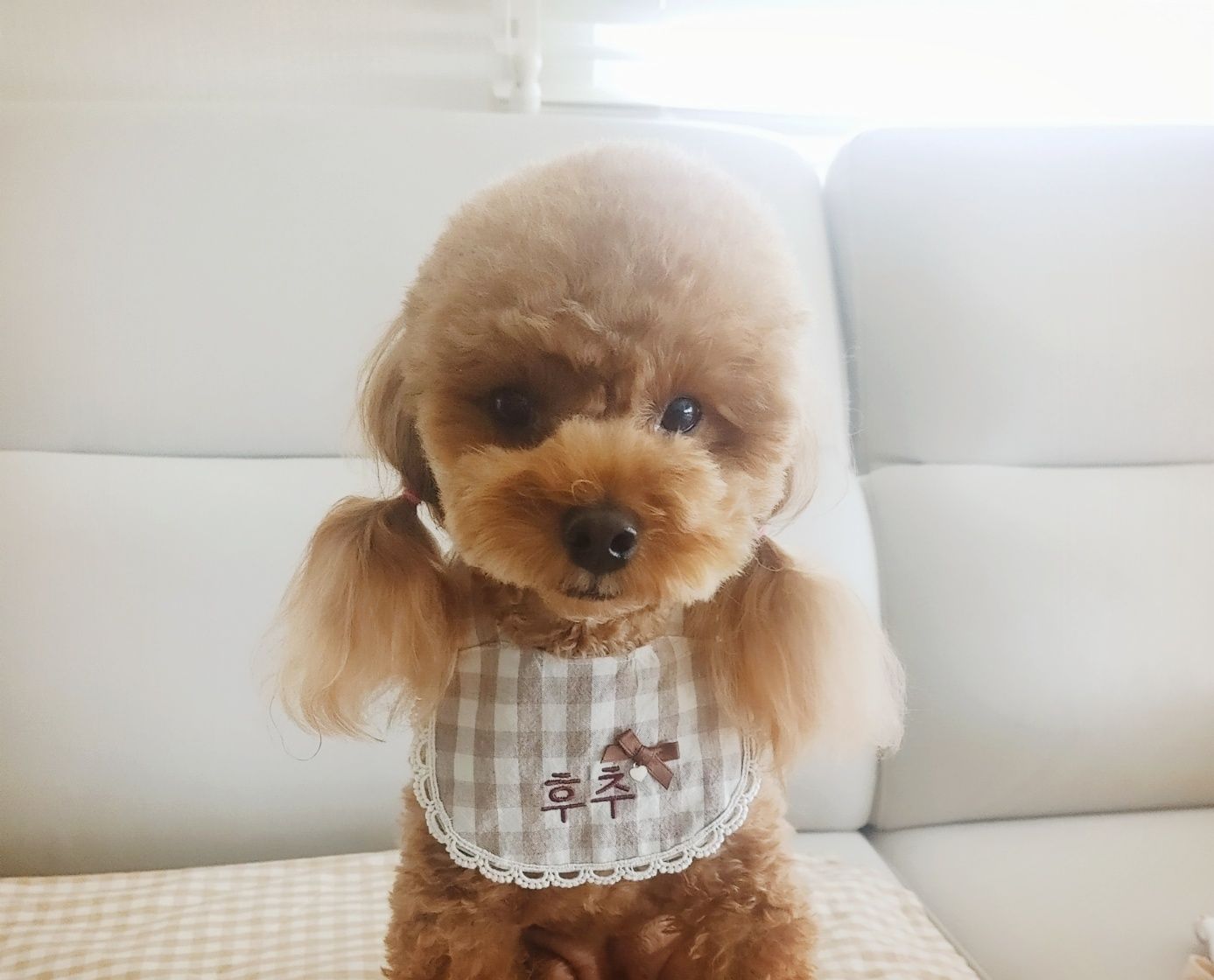 1번지 멍닭 대표 이미지 - 치킨과 맥주, 강아지 동반